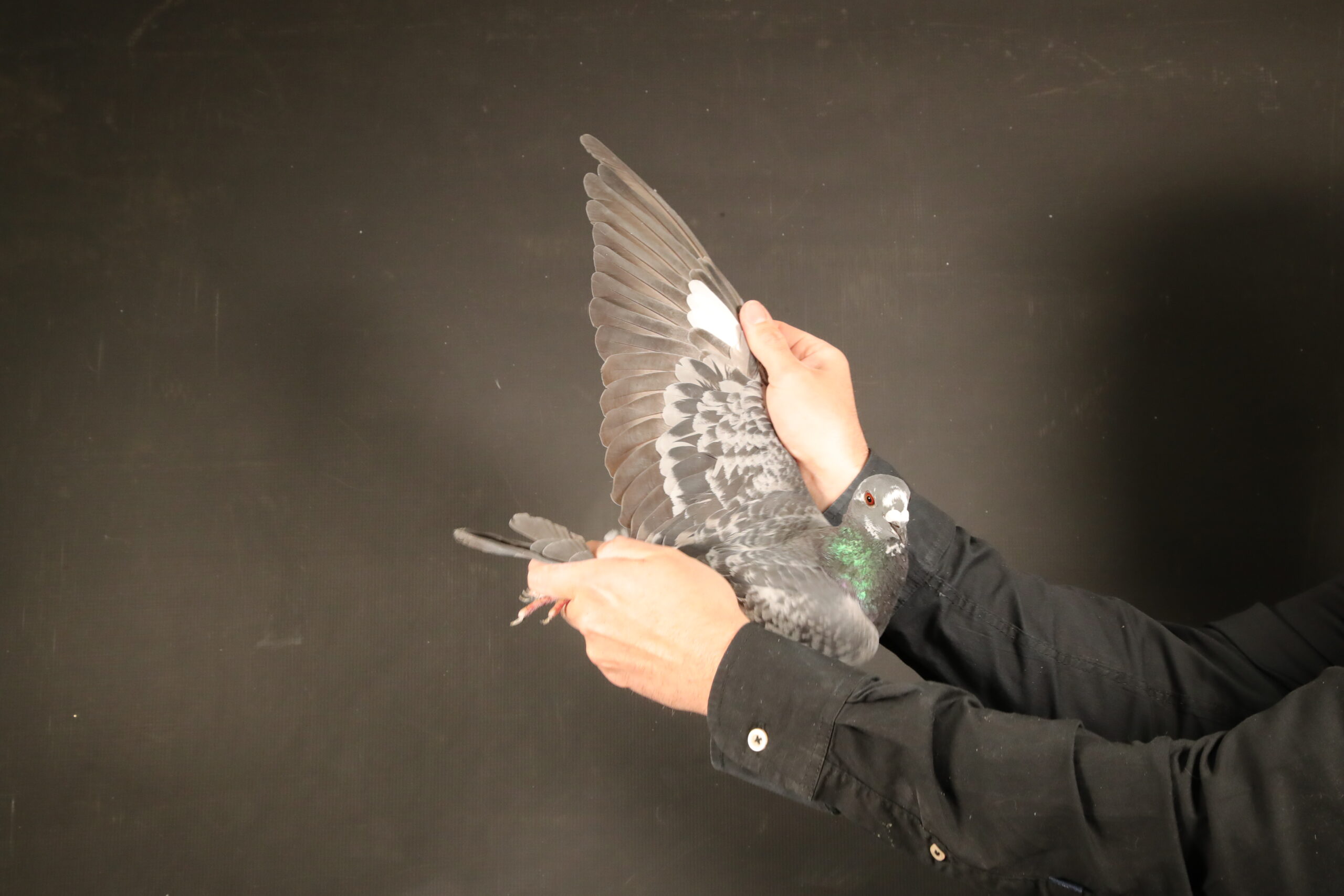 LOT 28 AFRIKAPRO AUCTION 4 – GANUS FAMILY LOFTS 1-AU 24 GFL 1148 –