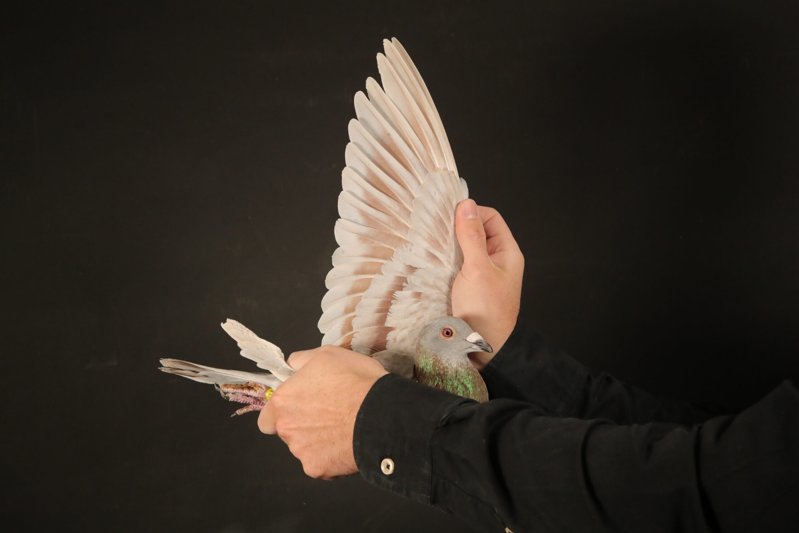 LOT 20 AFRIKAPRO AUCTION 4 – Ganus Family Loft 2-AU-25-GFL-1177 –