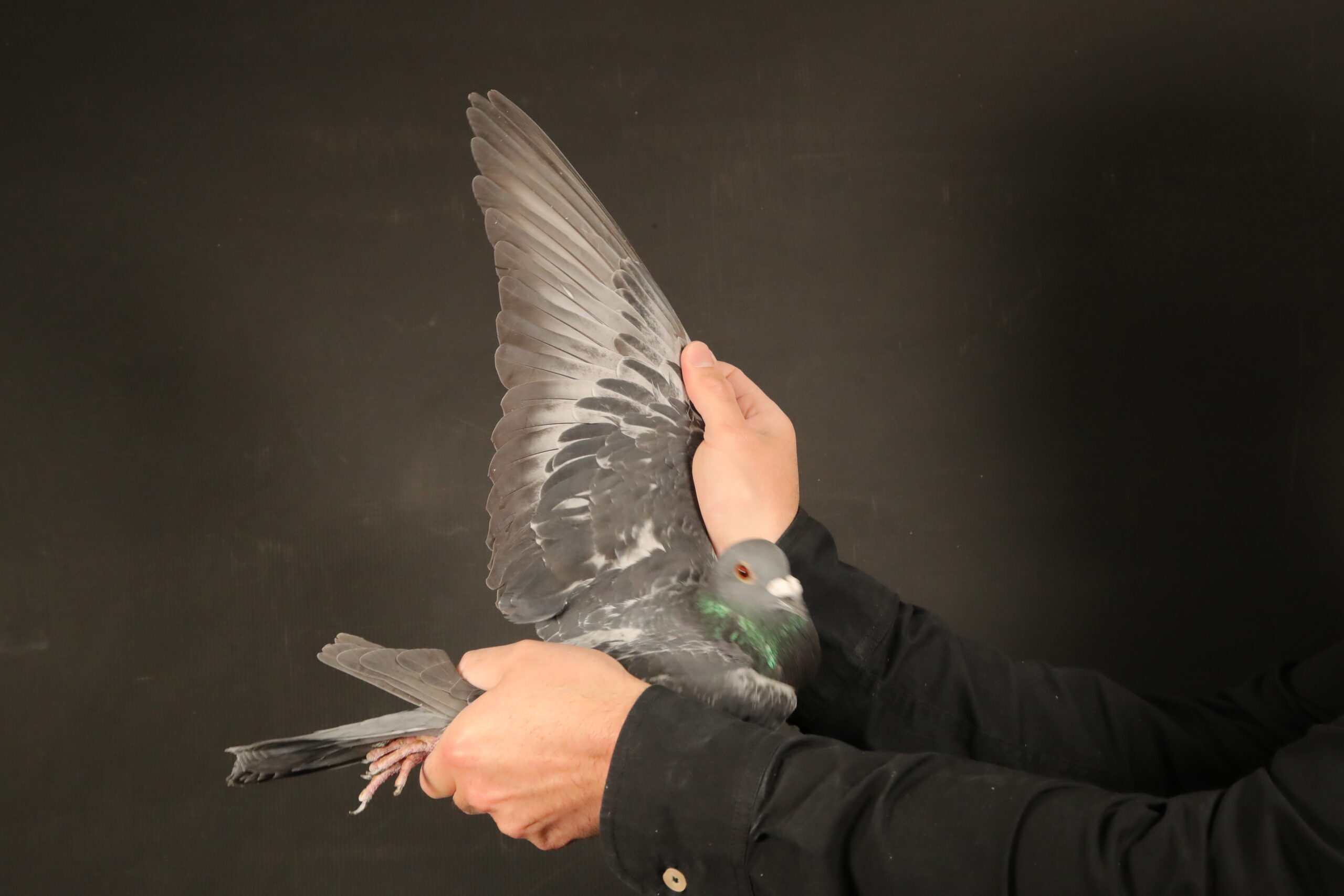 LOT 21 AFRIKAPRO AUCTION 4 – Hok Reijnen 2-BE-24-3106794 -SIRE:NL 22-8542499 M Golden Basic Boy Reijnen-Bolton-Hoogh Donker Geschelpt 1/2 Broth.25-6050979 Acepigeon Overall.————–DAM:GRPF-22-1046 V.PIGEON PALACE.DAM IS 18-82875 V “Super Twilight” Kings & Gijs Louw BCH Super racer middle to long distance. Bred from a line of SANPO Gold medal winning pigeons. Tis hen’s first baby was a double winner 1st & 2nd union against more than 1500 pigeons.SEE PEDIGREE!!!!