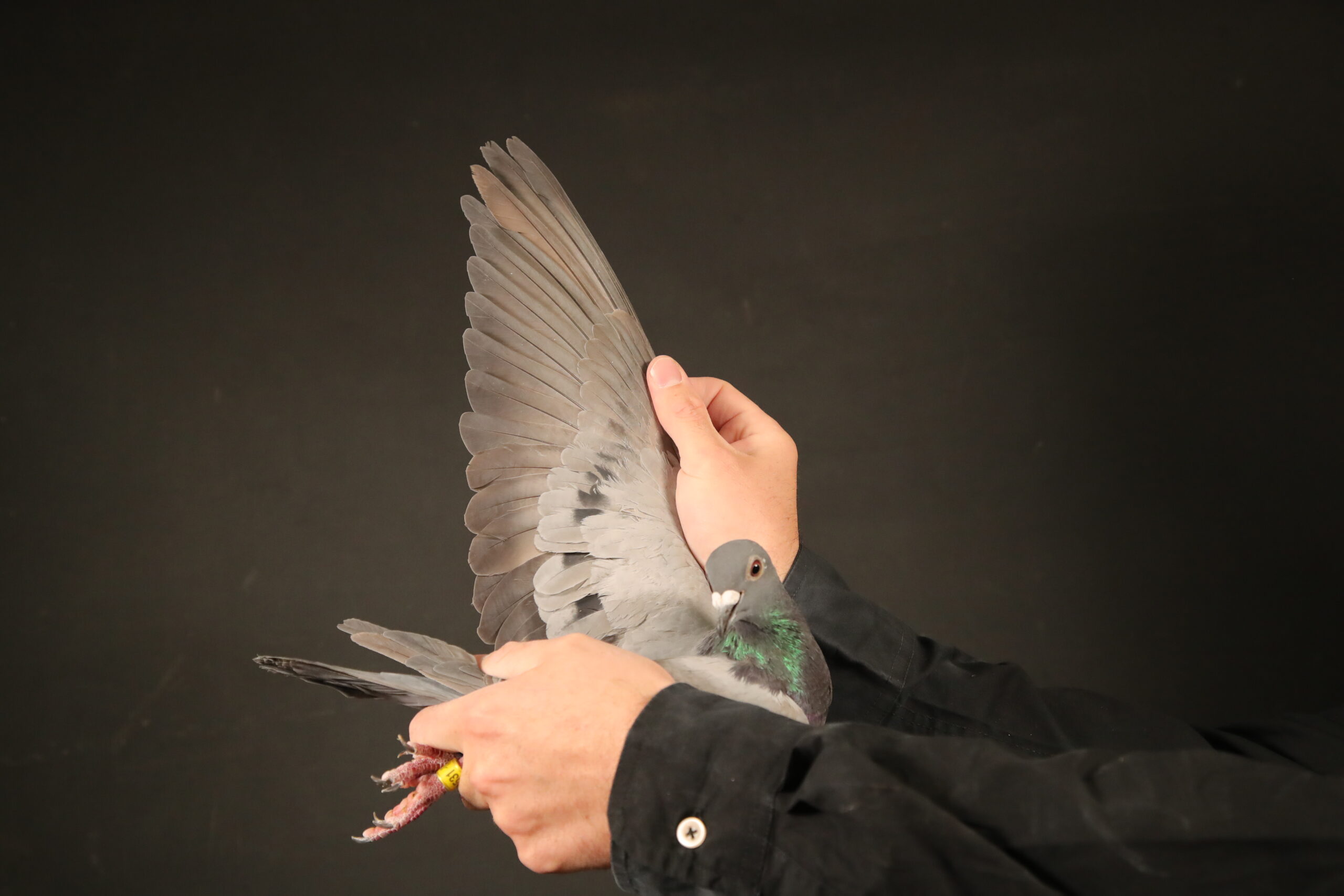 LOT 36 AFRIKAPRO AUCTION 4 – PEC – PIPA Breeding & Ahmet Cavdar-BE-24-4174531 –