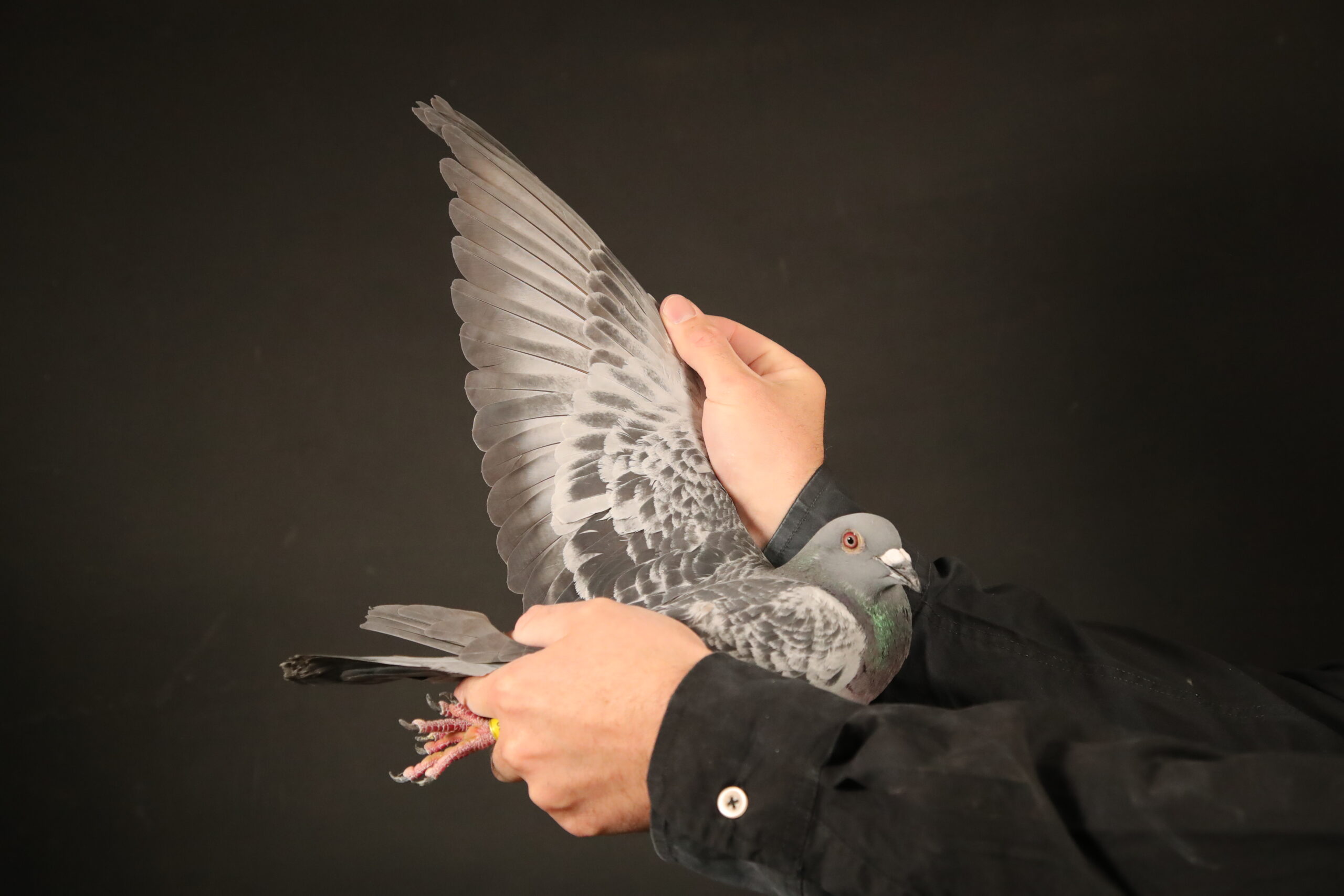 LOT 48 AFRIKAPRO AUCTION 4 – PEC – PIPA Breeding 1-BE-24-4174803 –