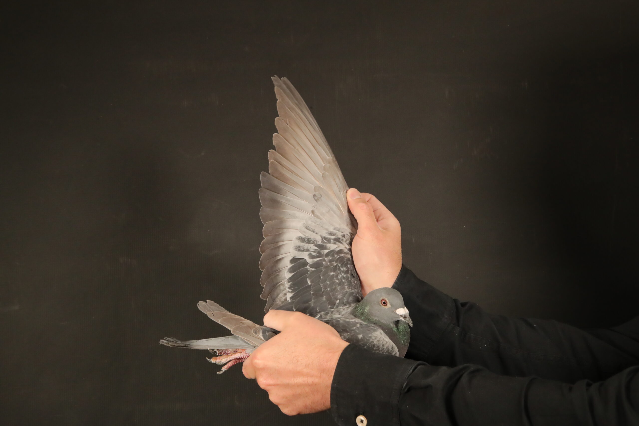 LOT 34 AFRIKAPRO AUCTION 4 – Hok Reijnen-BE-24-6183486 –