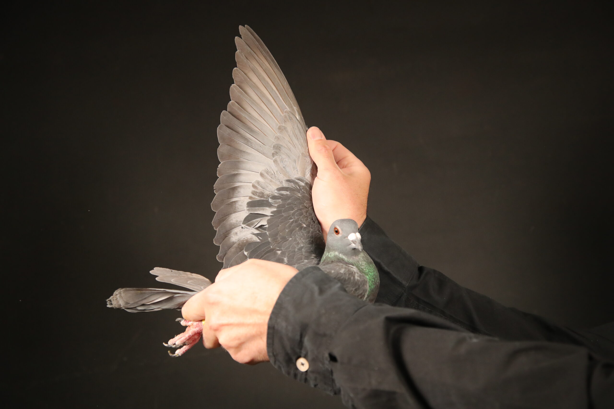 ZZ..LOT 120 AFRIKAPRO AUCTION 4-Hok Reijnen-BE-24-6183494 –