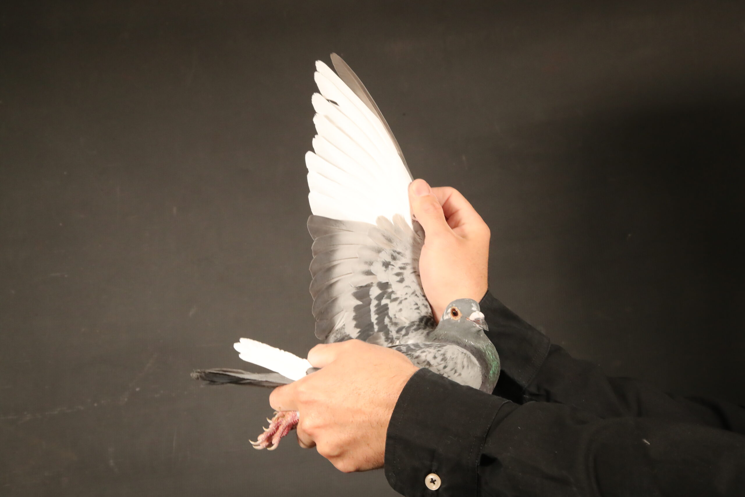 LOT 61 AFRIKAPRO AUCTION 6- Herbots Jo & Miet-BE-25-2091250 –