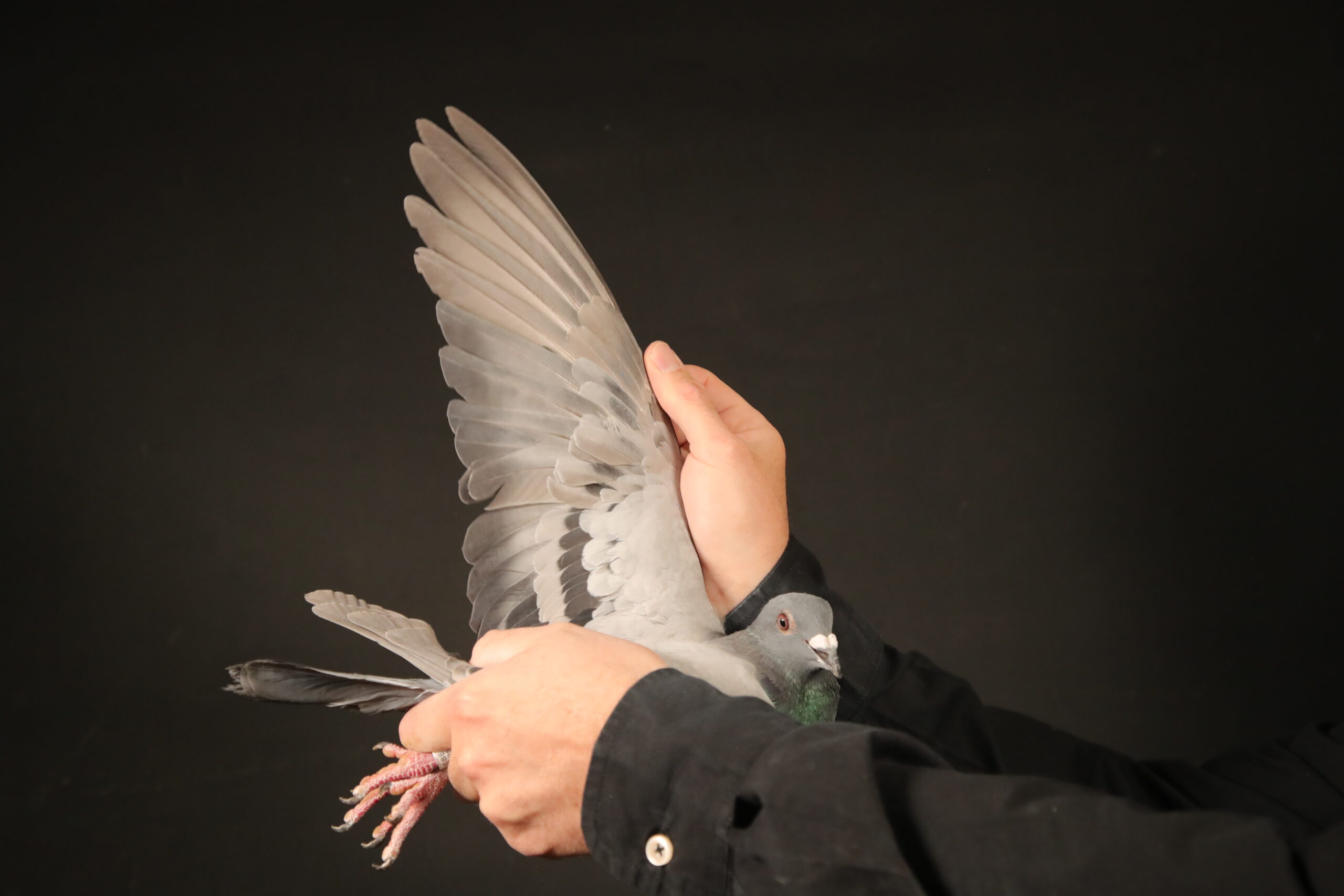 ZZ..LOT 127 AFRIKAPRO AUCTION 4-Hok Reijnen-BE-25-6050657 –