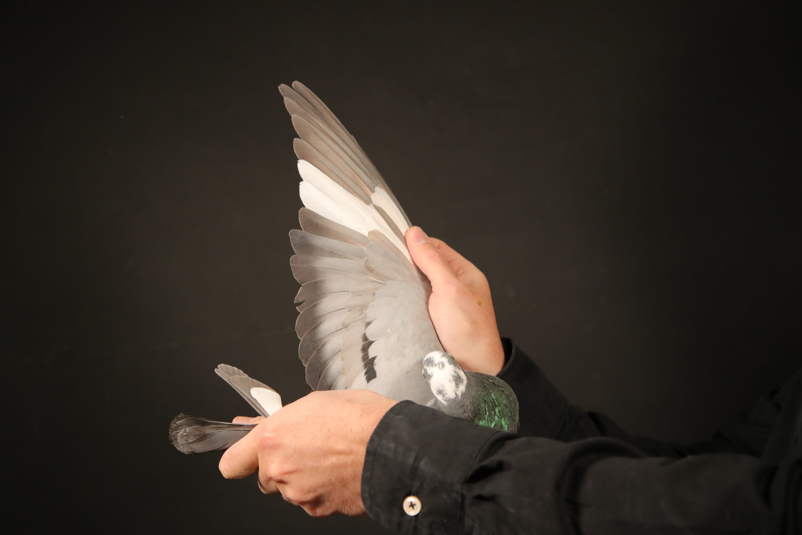 LOT 70 AFRIKAPRO AUCTION 4 – Hok Reijnen-BE-25-6050700 –