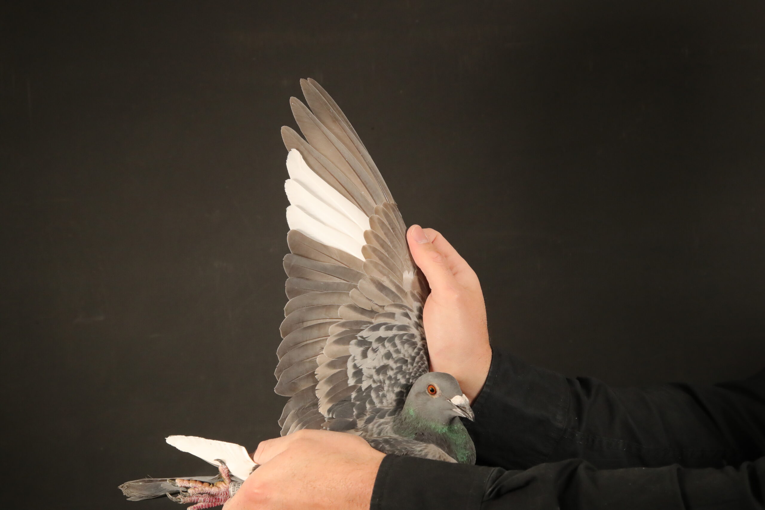 LOT 10 AFRIKAPRO AUCTION 4 – Valya & Rosen Dobrevi-BULGARIA-25-60374 –