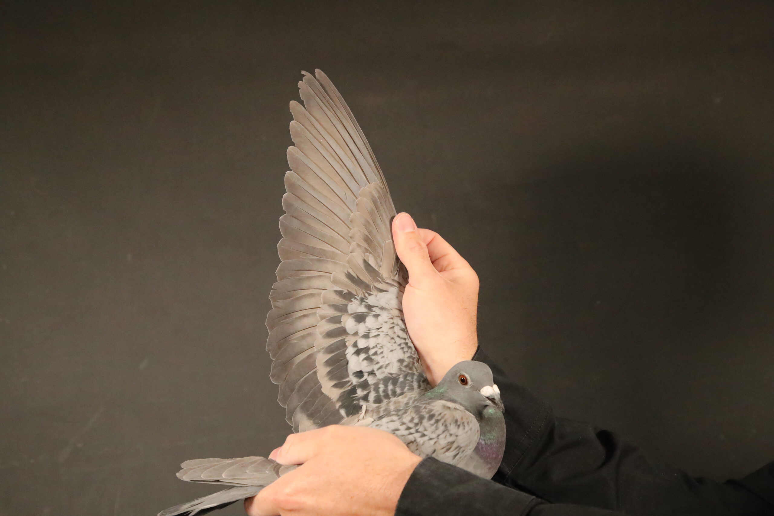 LOT 30 AFRIKAPRO AUCTION 4 – Valya & Rosen Dobrevi-BULGARIA-25-60376 -22ND RACE 8———-SIRE:ZA ABL-22-809. ALWYN BESTER KITTEL.THIS IS A DIRECT GRANDCHILD TO “ANGELINA” WHICH IS A SISTER TO KITTEL———-DAM:168 ZA ABL 20 Colour: MEAL. DIRK VAN DEN BULCK /ALWYN BESTER. ABL 168 WERE SOLD FOR R242 000.00 ON TOPPIGEON.SUPER BREEDER .BRED 7 X WINNERS .2678 IS A 4 X WINNER. BRED -22 401 – MOTHER 4TH BLUE JACKET AFRIKA PRO 2023 (499). BRED TRACER WINNER 3RD RACE AFRIKA PRO 2023 BRED -23 430 WINNER GAUTENG COMB.SEE PEDIGREE!!!