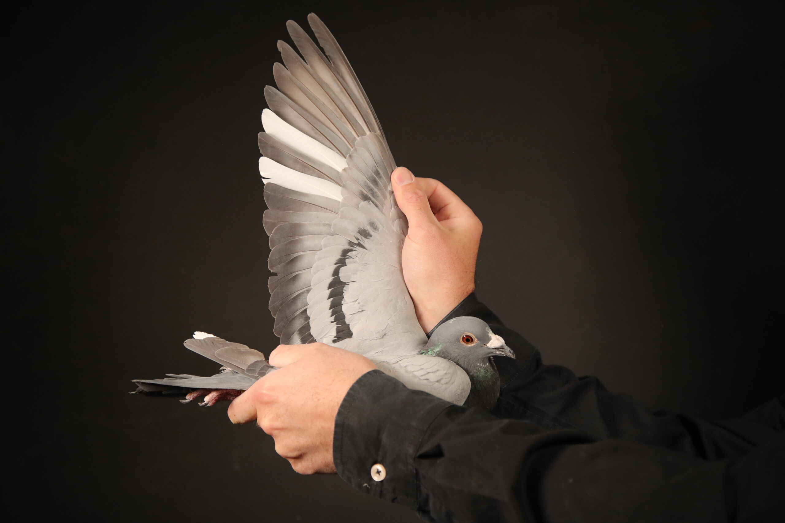 LOT 19 AFRIKAPRO AUCTION 4 – Linda DeVries-CU-24-O&L-5981 -SIRE:CU 23 O&L 5144.Strain: JANSSEN/Heremans Color: BB Super son of SCAR: Sire to 19-3253 5th ACE PIGEON at 2019 Pattaya Int. OLR, Thailand !!! Sire & Gr. Sire to many top OLR pigeons, including 1st at Pattaya 245km. 1st Texas Shootout 209 miles, same family as 1st ACE Overall AfrikaPro 2024, 2nd ACE Overall AfrikaPro 2023, 2nd ACE LD AfrikaPro 2024.—————-DAM:21 NL 1194245 .Alias “BERTO x FATIMA” Strain: VERKERK Color: BC.SEE PEDIGREE!!!