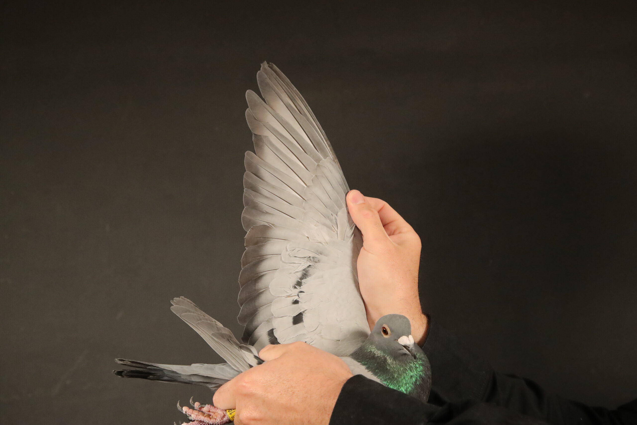 LOT 33 AFRIKAPRO AUCTION 4 – Team Olive Lofts & LubomÃr KubáÄek CZ-CZ-24-0234-1904 –