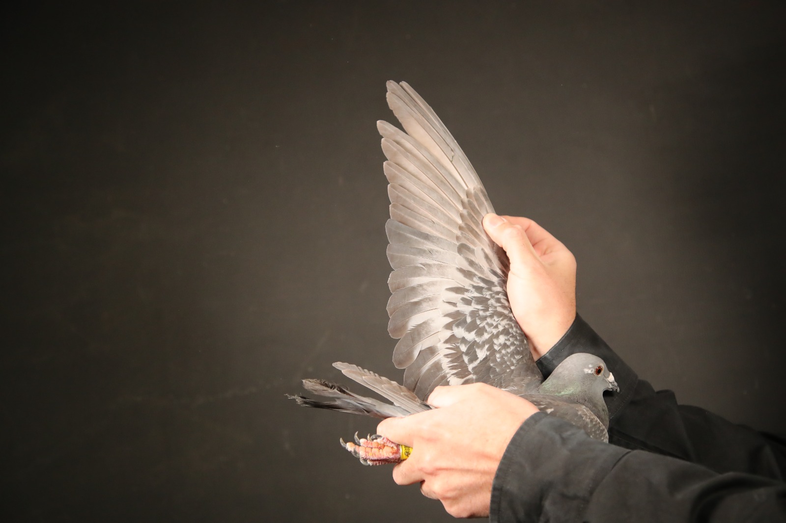 LOT 23 AFRIKAPRO AUCTION 4 – Nils Gerdemann Emsdetten 1-DV-24-06030-1307 -SIRE:DE-2179-19-639.GERDEMANN.——–DAM:DE-6030-21-137.W.A DE BRUIJN. SIRE IS Sohn MURPHYS LAW.SEE PEDIGREE!!!