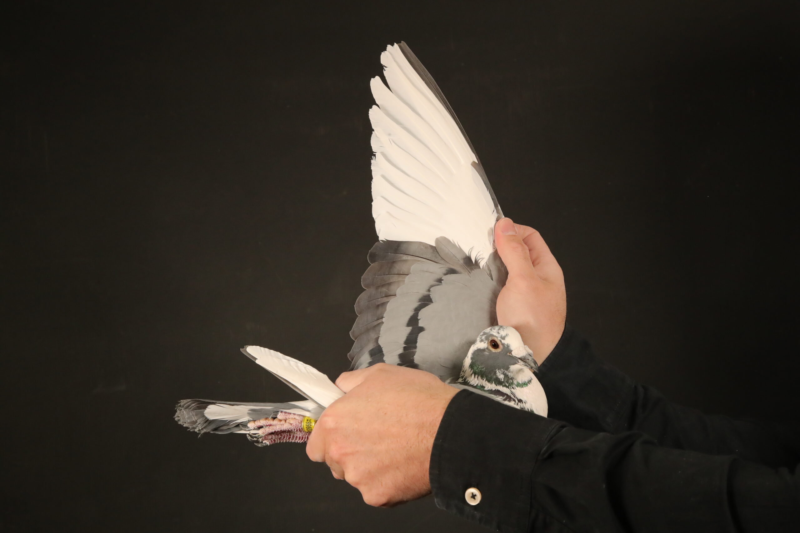 ZZ..LOT 142 AFRIKAPRO AUCTION 5 – The Queen Kings – DV-24-03966-498 –