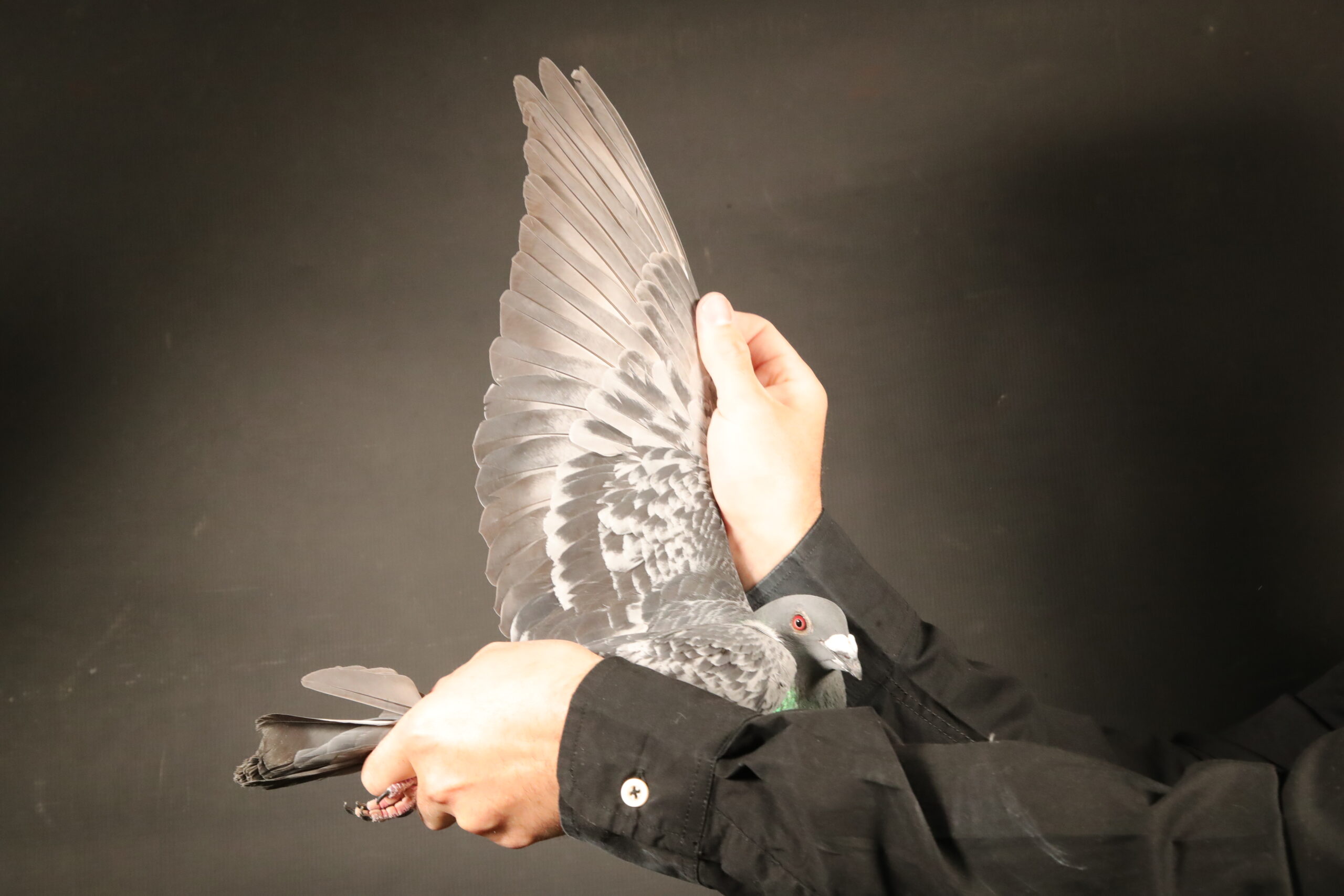 .LOT 4 AFRIKAPRO AUCTION 4 – Altmiks Racing Pigeons-DV-24-05536-303 –