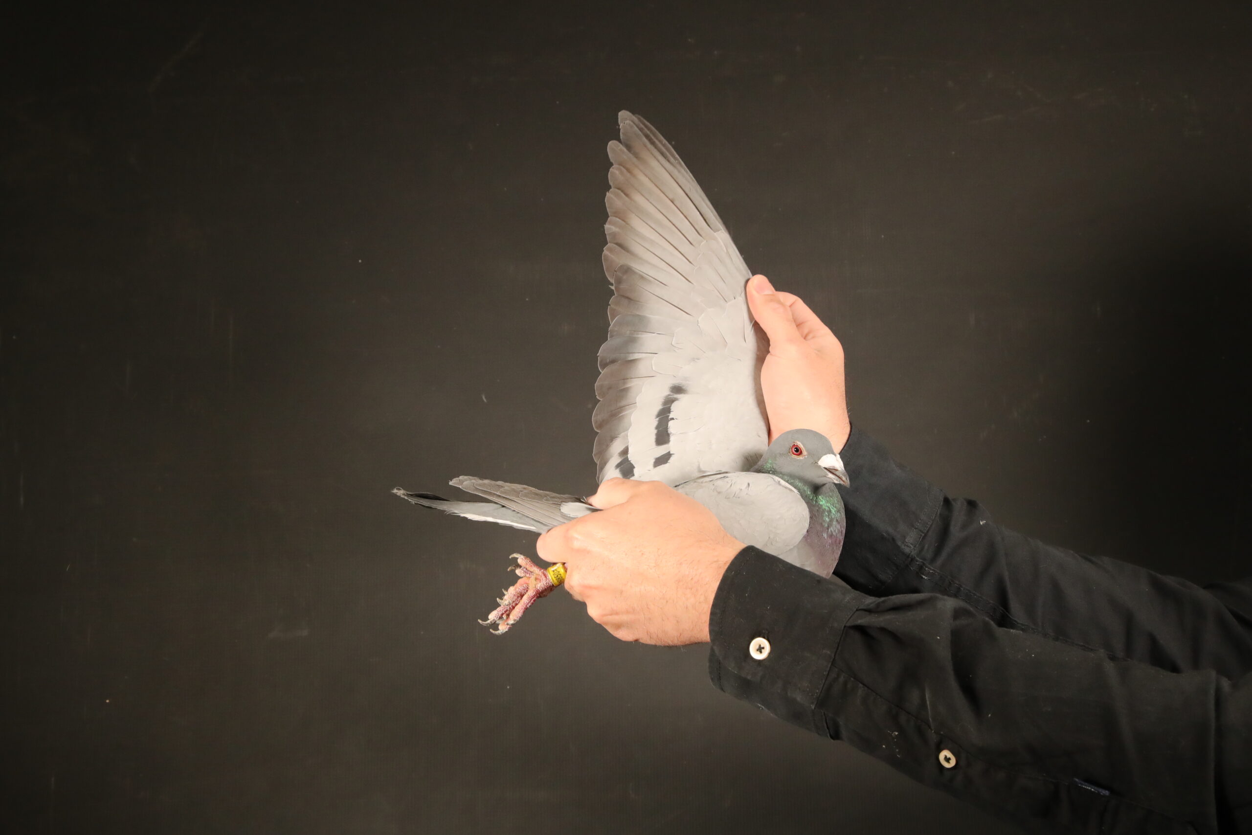 ZZ..LOT 141 AFRIKAPRO AUCTION 5 – The Fantastic Five-DV-24-09850-340 –