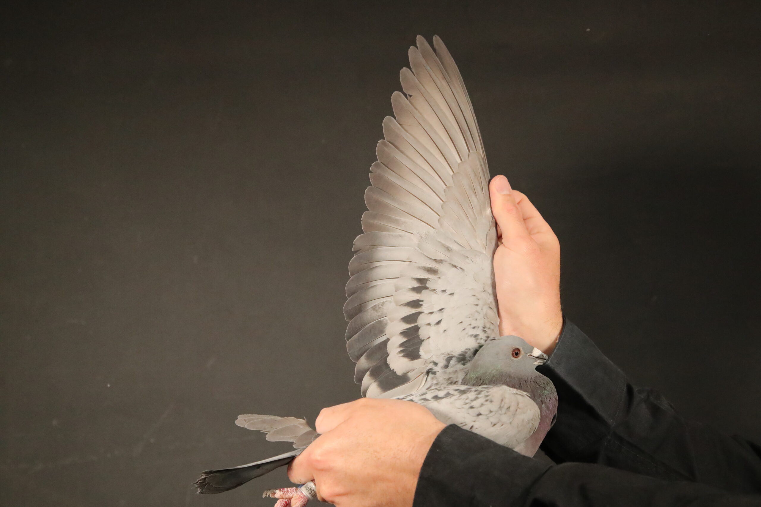 LOT 14 AFRIKAPRO AUCTION 4 – German Racing Team 2-DV-25-01549-439 -SIRE:01549-21-1771.Sohn “National Ace” Hagedorn/Becker/Schwick.———-DAM:01875-23-3097 W.Schwester “1676” SG Krumtünger.SEE PEDIGREE!!!