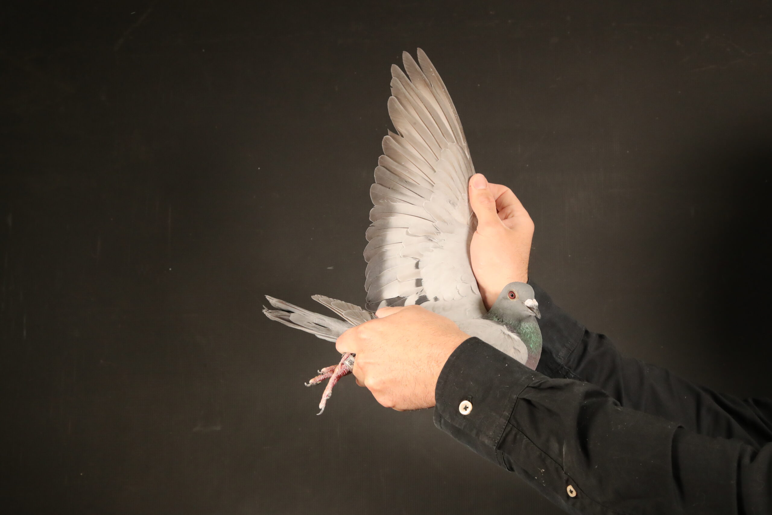 ZZ..LOT 158 AFRIKAPRO AUCTION 4-German Racing Team 2-DV-25-0901-5513 –