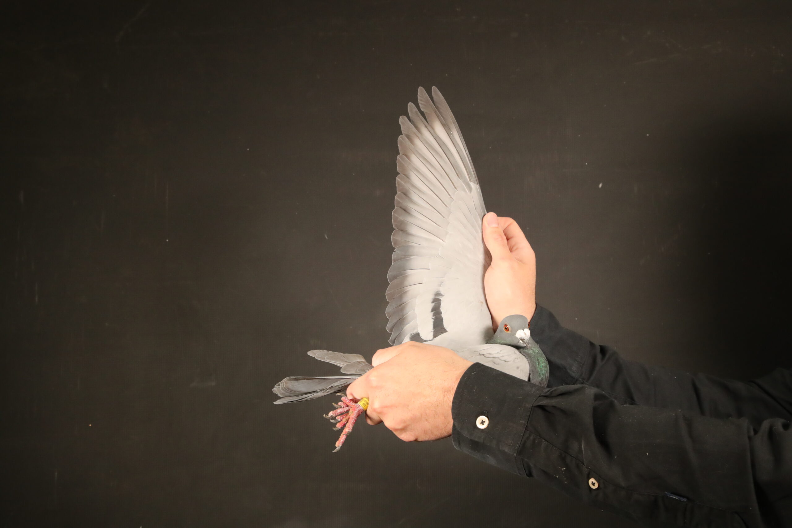 ZZ..LOT 111 AFRIKAPRO AUCTION 4-Kaidi Family Loft – Bousselham Bennane-ESP-24-ANDALUZA-145719 –