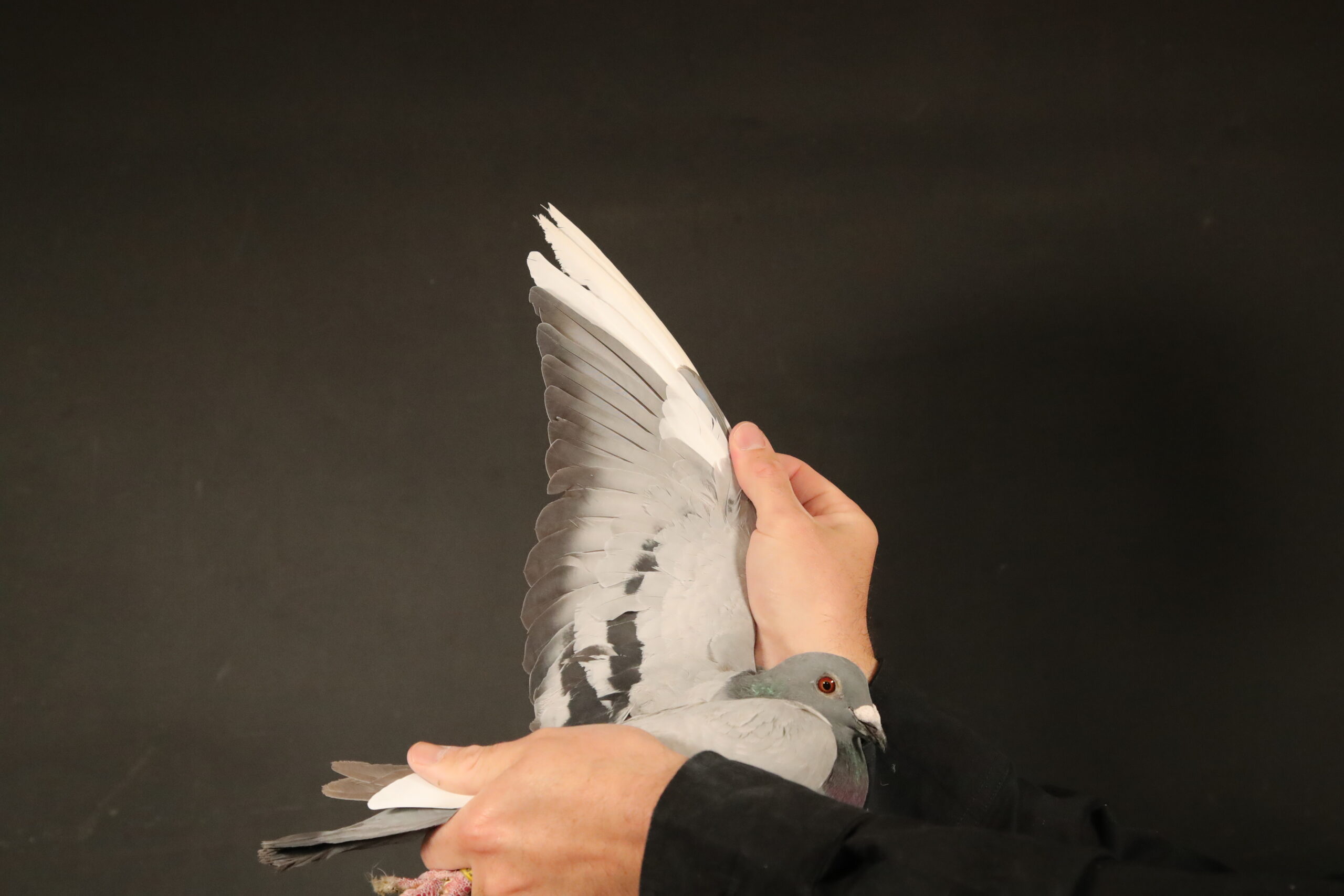 LOT 45 AFRIKAPRO AUCTION 4 – G M Preece & Son-GB-24-A-92752 –