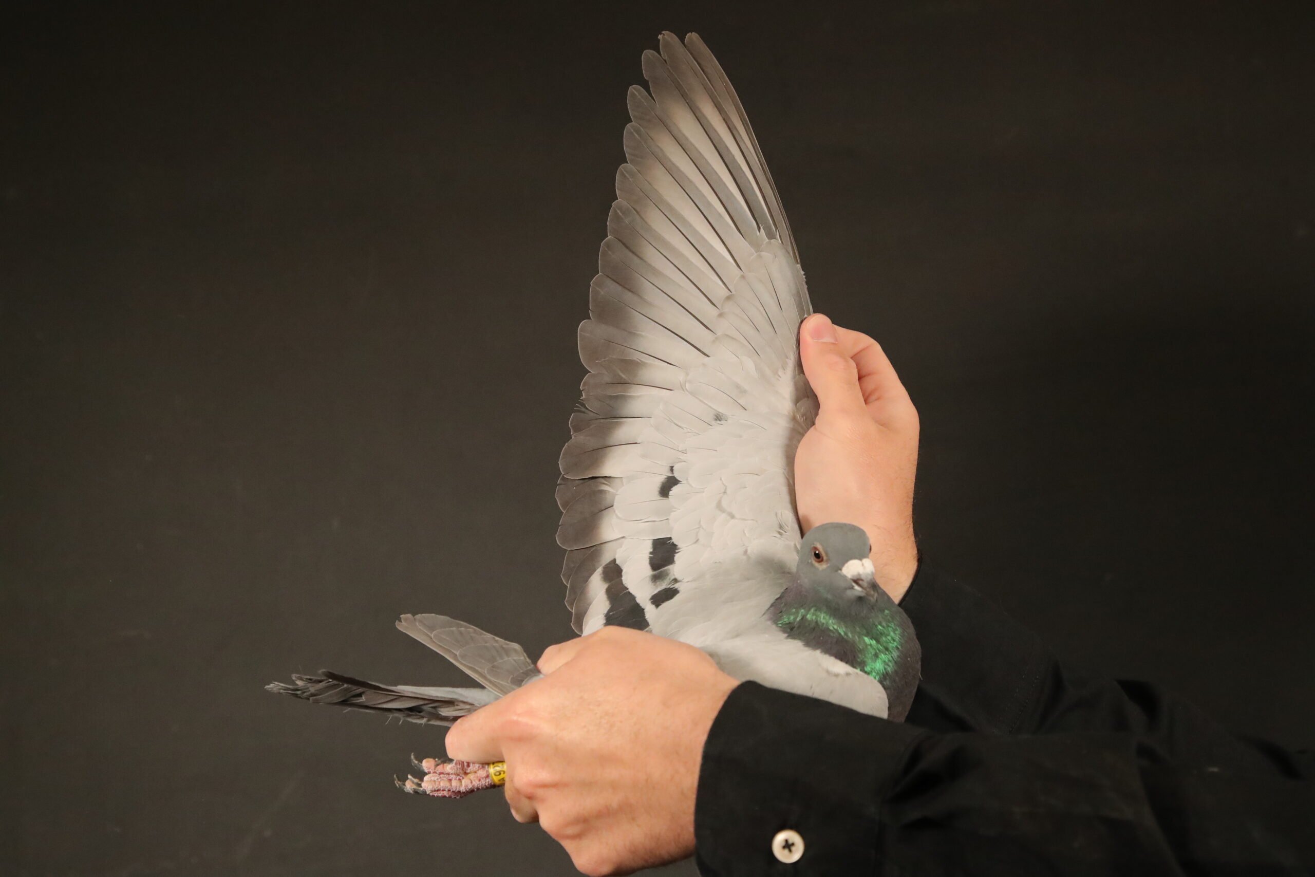 LOT 24 AFRIKAPRO AUCTION 4 – G M Preece & Son-GB-24-A-92761 -SIRE:DV 08897 23 1443.SG STEFFL.———DAM:DV 08897 23 1425 Inbred Algarve Ace SG Steffl.SEE PEDIGREE!!!