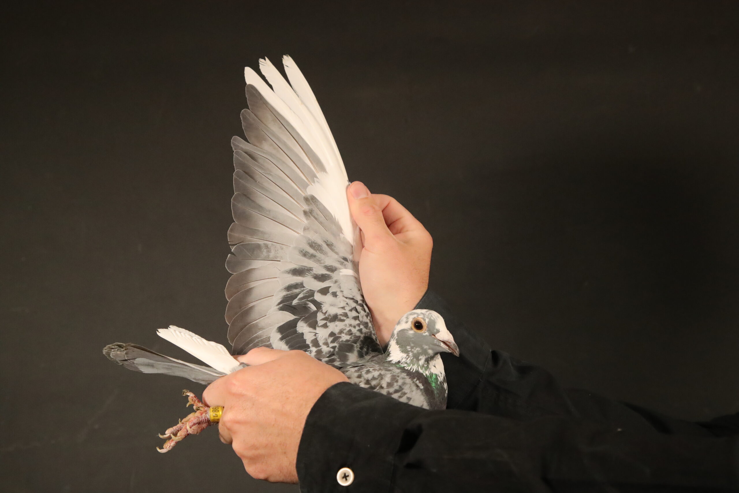 LOT 43 AFRIKAPRO AUCTION 4 – Dudley Lever-GB-24-D-86019 –