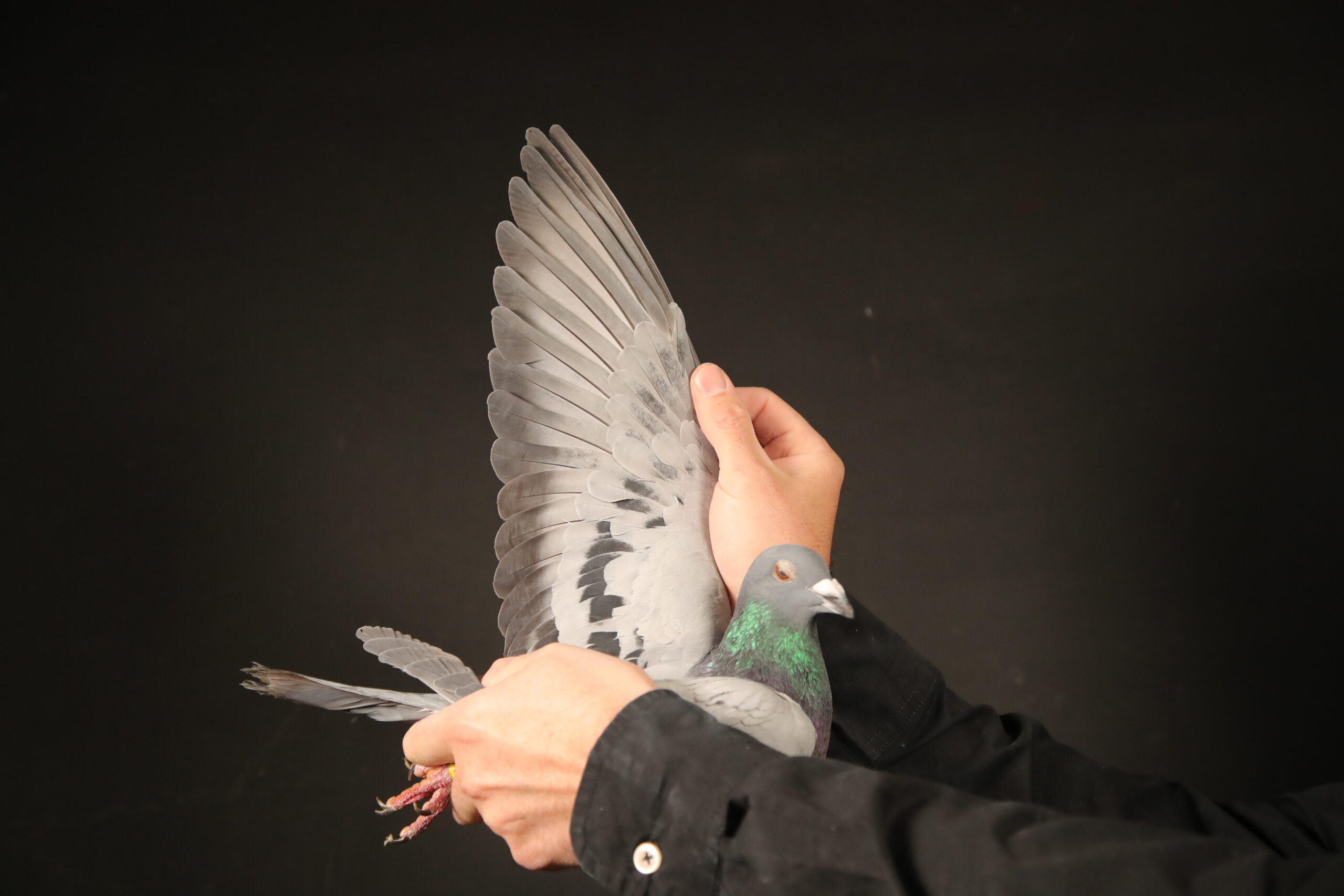 ZZ..LOT 119 AFRIKAPRO AUCTION 6-Will Curtis & Cosmin Talas-GB-24-N-59027 –