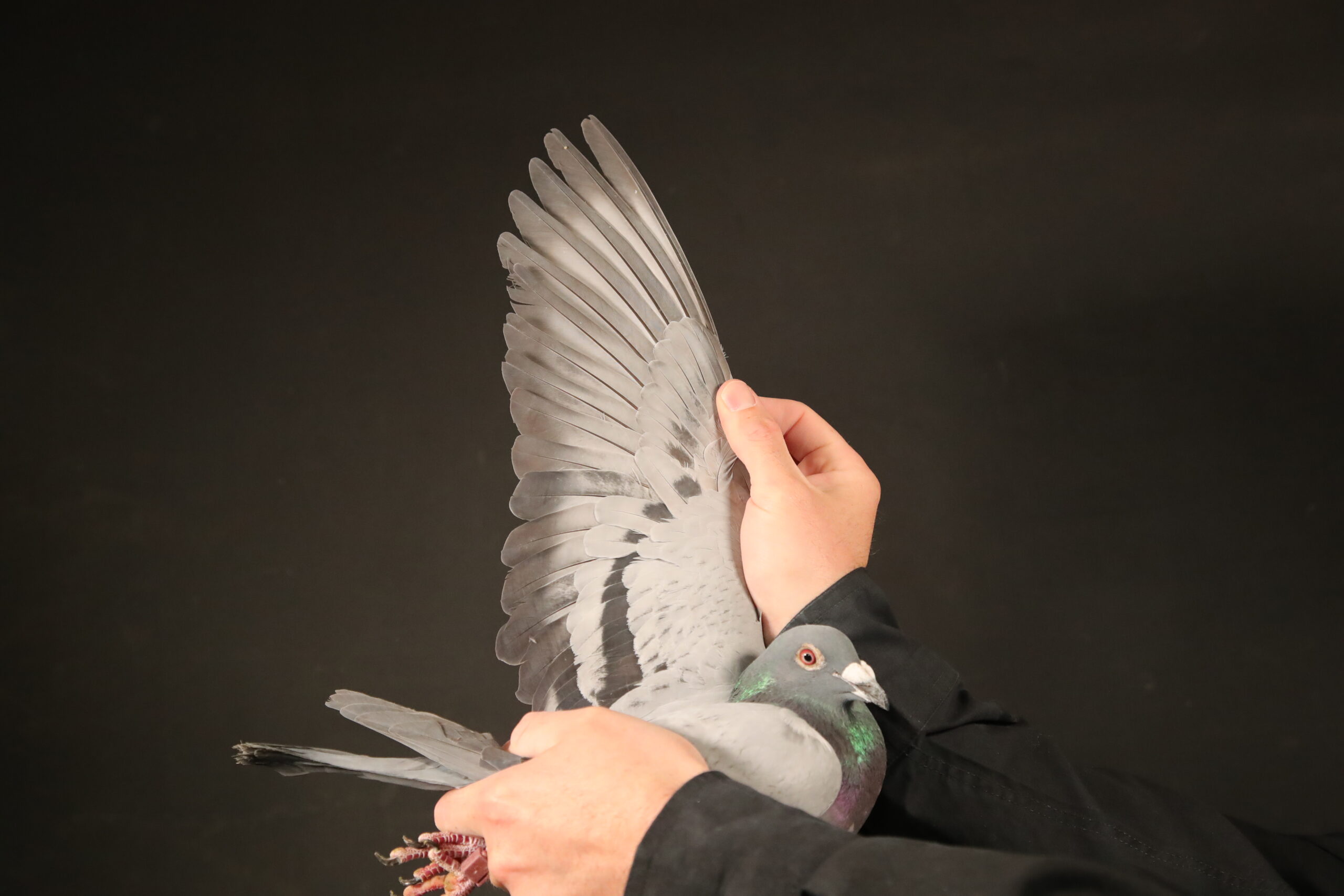 ZZ..LOT 102 AFRIKAPRO AUCTION 5 – Dudley Lever-GB-24-S-06367 –