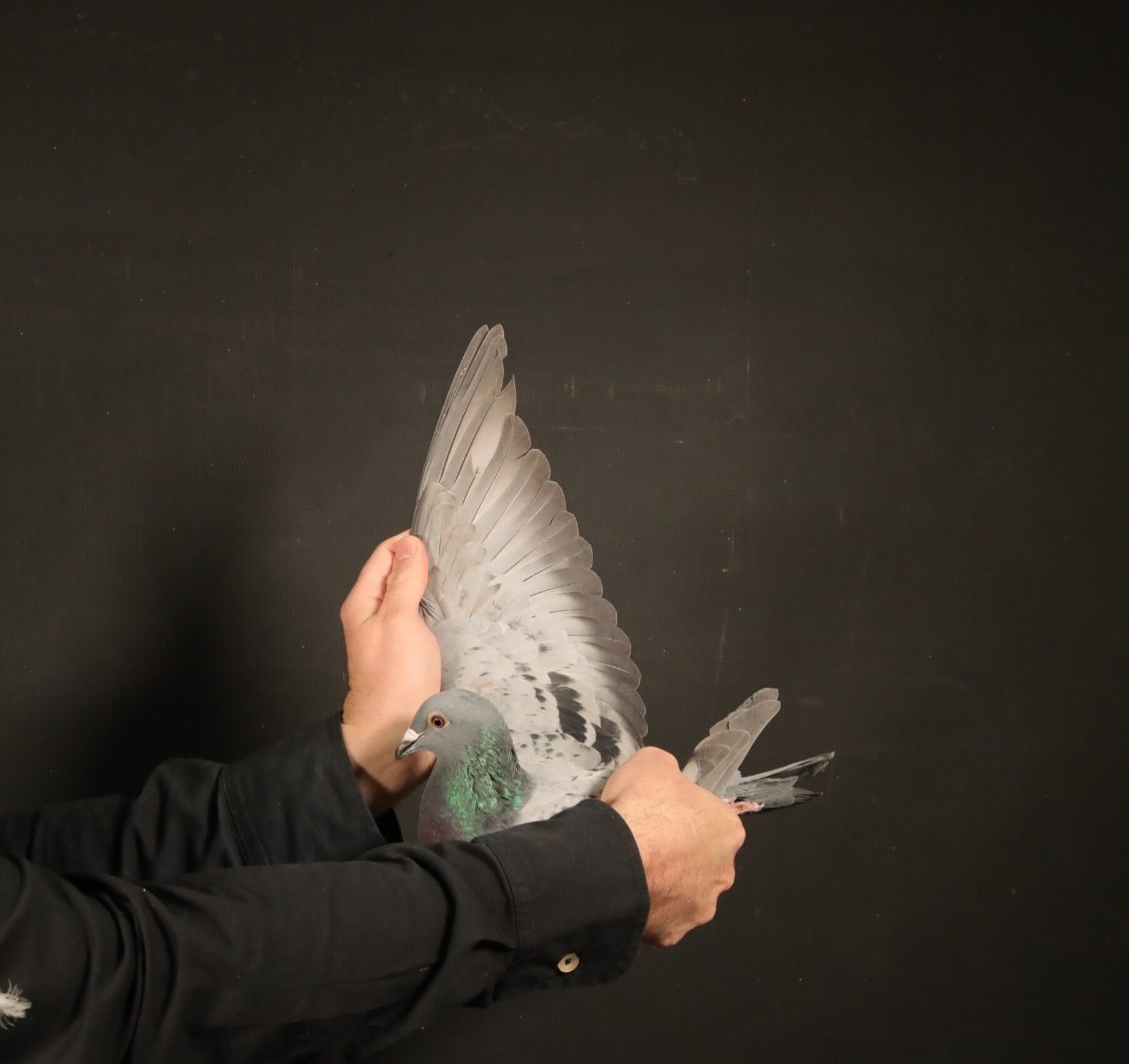 LOT 22 AFRIKAPRO AUCTION 4 – PIGEON24-BE-25-6013034 -SIRE:BE 19-6015774 M Crayoné Boy Geerinckx Bart.Direct Son to: ”Smart Boy” 1st prov.acebird LD ”Sweety” Olympic pigeon.————DAM:MRPF-19-1226 V.Jason Brown Geschelpt Witpen 6. Super Ace Victoria Falls WCPR 2020.SEE PEDIGREE!!!!