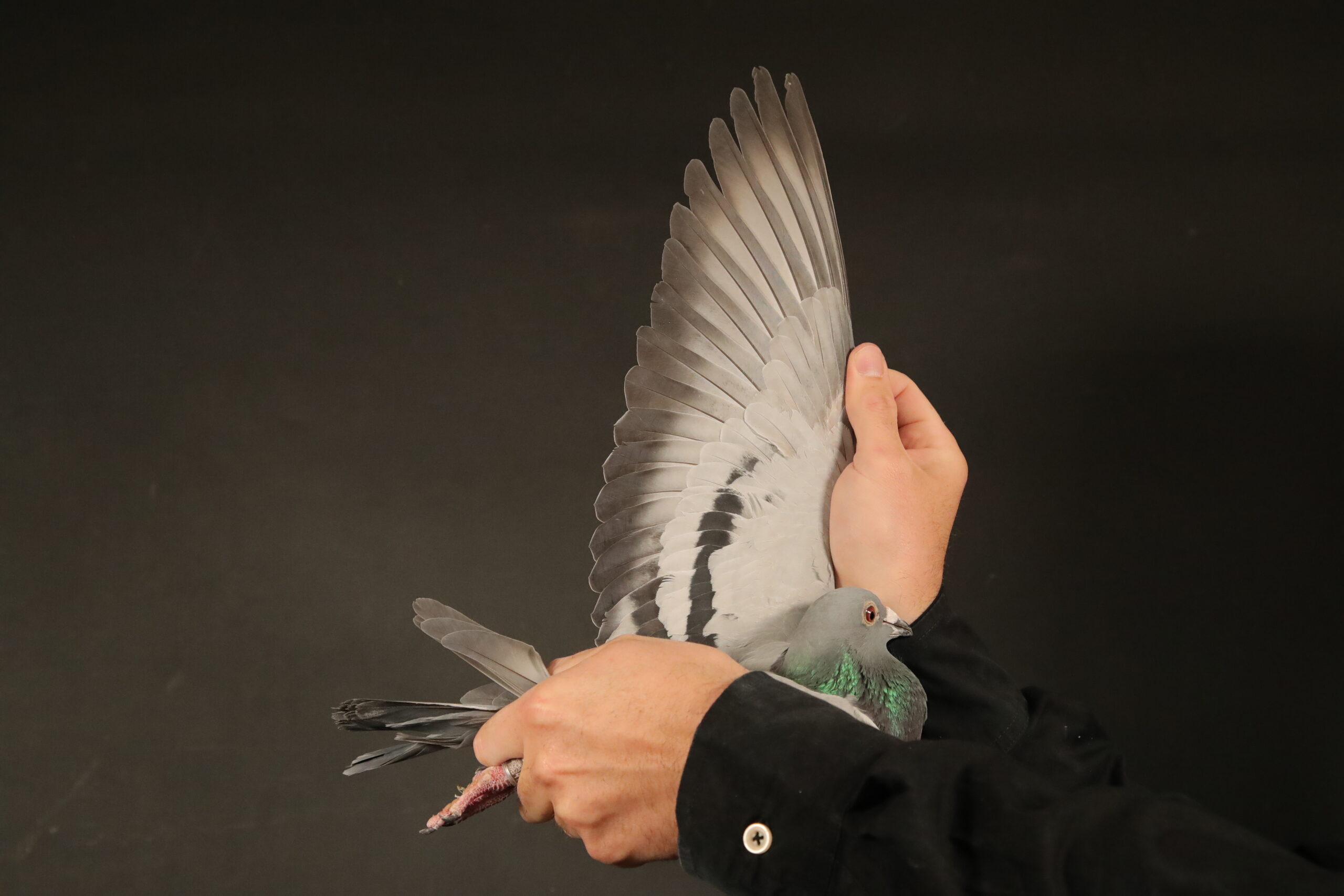 LOT 45 AFRIKAPRO AUCTION 5 – Burt & Andreas-ZA-25-TURFPET-2222 -SIRE:BG-23-18971. THIS IS A DIRECT SON TO SUPER BREEDER AND RACER “QATAR HORSE”.———–DAM:467 J&B 23 CH. DU PREEZ & DEETLEFS. HER SIRE WERE SOLD FOR R173 000.00 ON TOPPIGEON AND IS FULL BROTHER TO 8 X SANPO MEDAL WINNER”TURBO KITTEL”.SEE PEDIGREE!!!