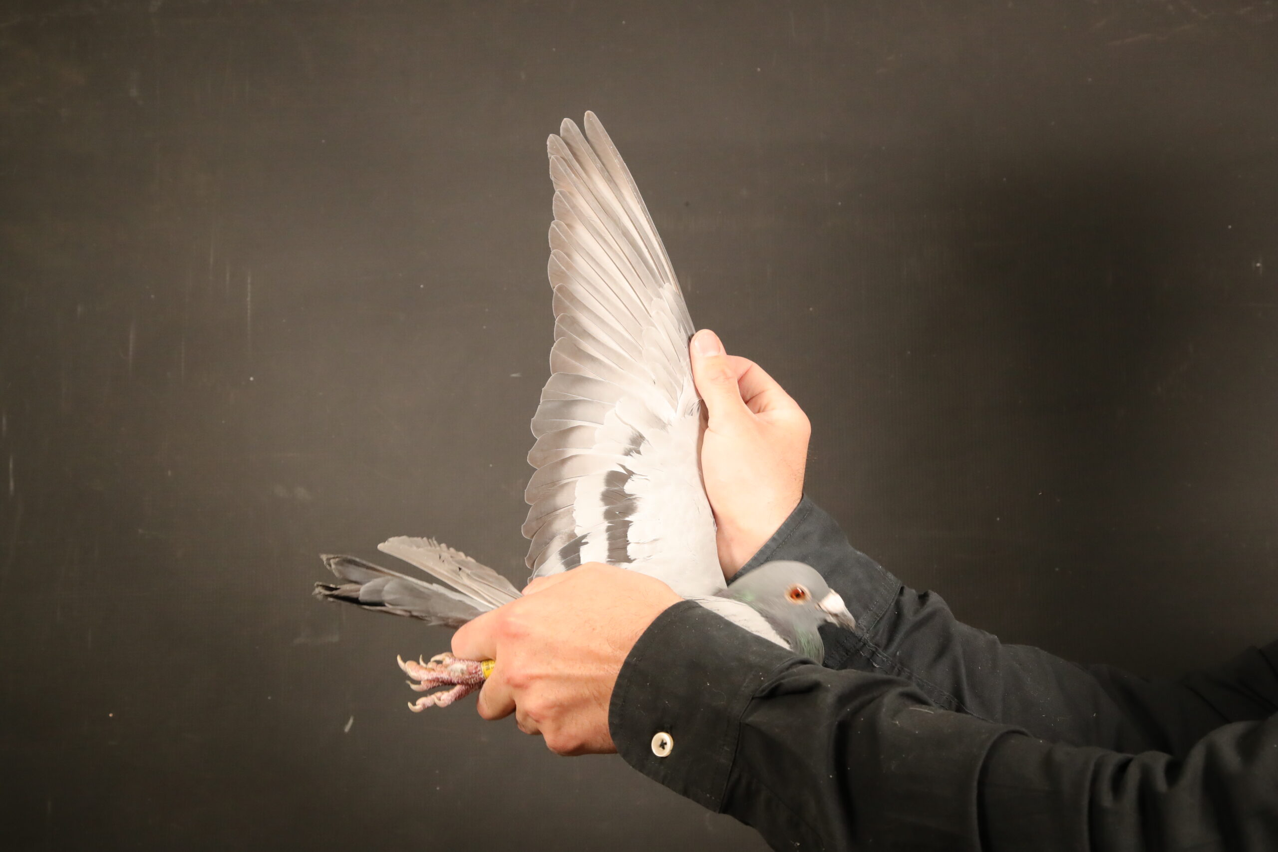 LOT 62 AFRIKAPRO AUCTION 4 – Kaidi Family Loft-MAROC-24-137945 –