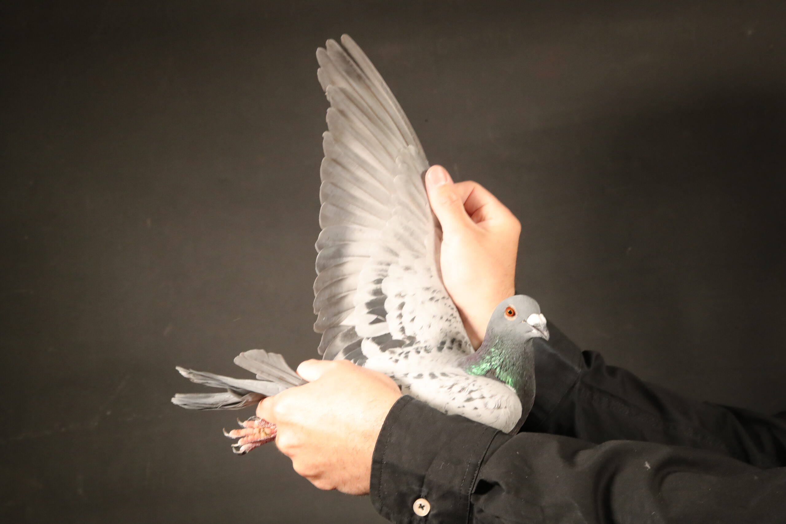 LOT 46 AFRIKAPRO AUCTION 4 – KAIDI MAROUAN-MAROC-24-137986 –