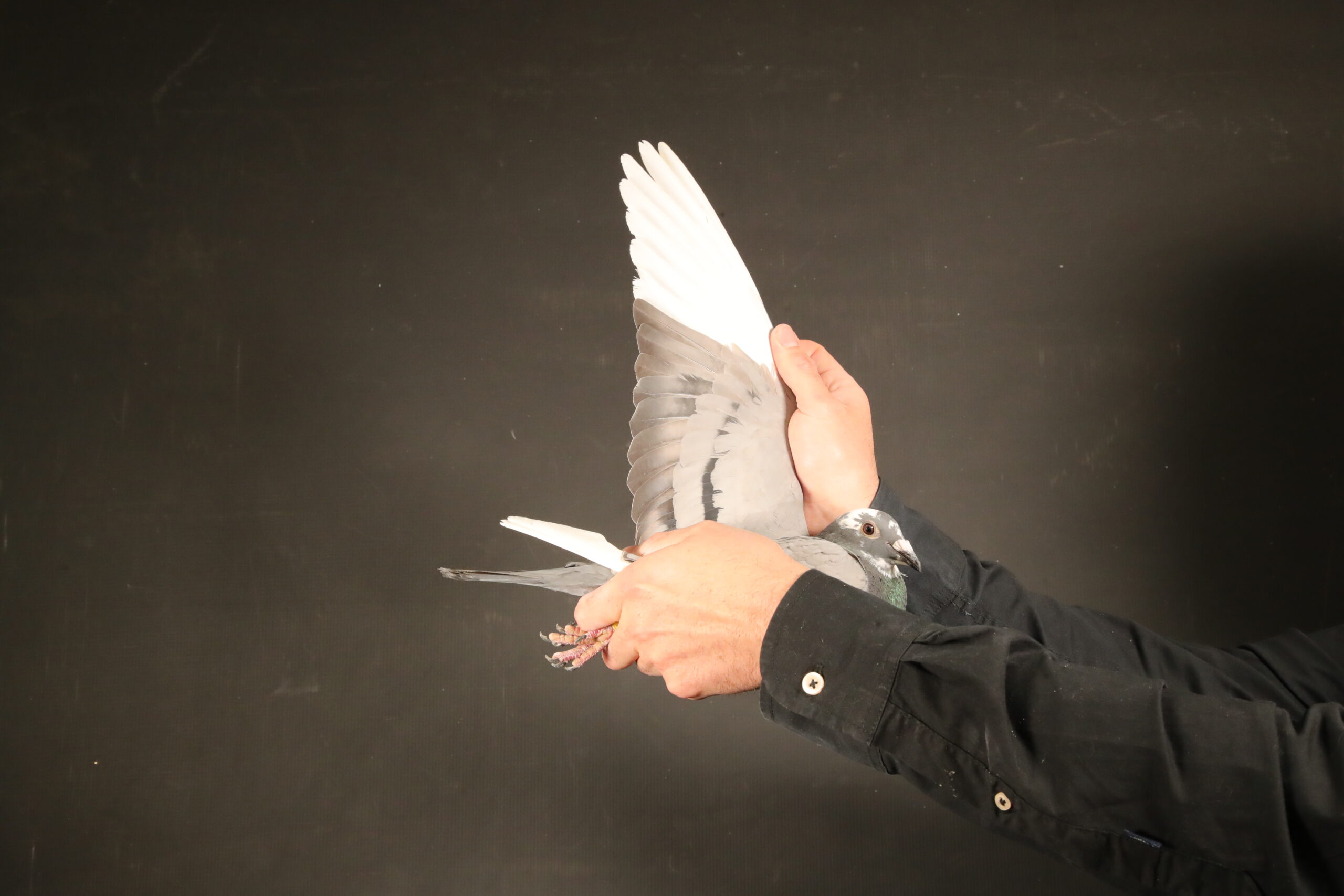 ZZ..LOT 148 AFRIKAPRO AUCTION 4-Kaidi Family Loft – Bousselham Bennane-MAROC-24-137990 –