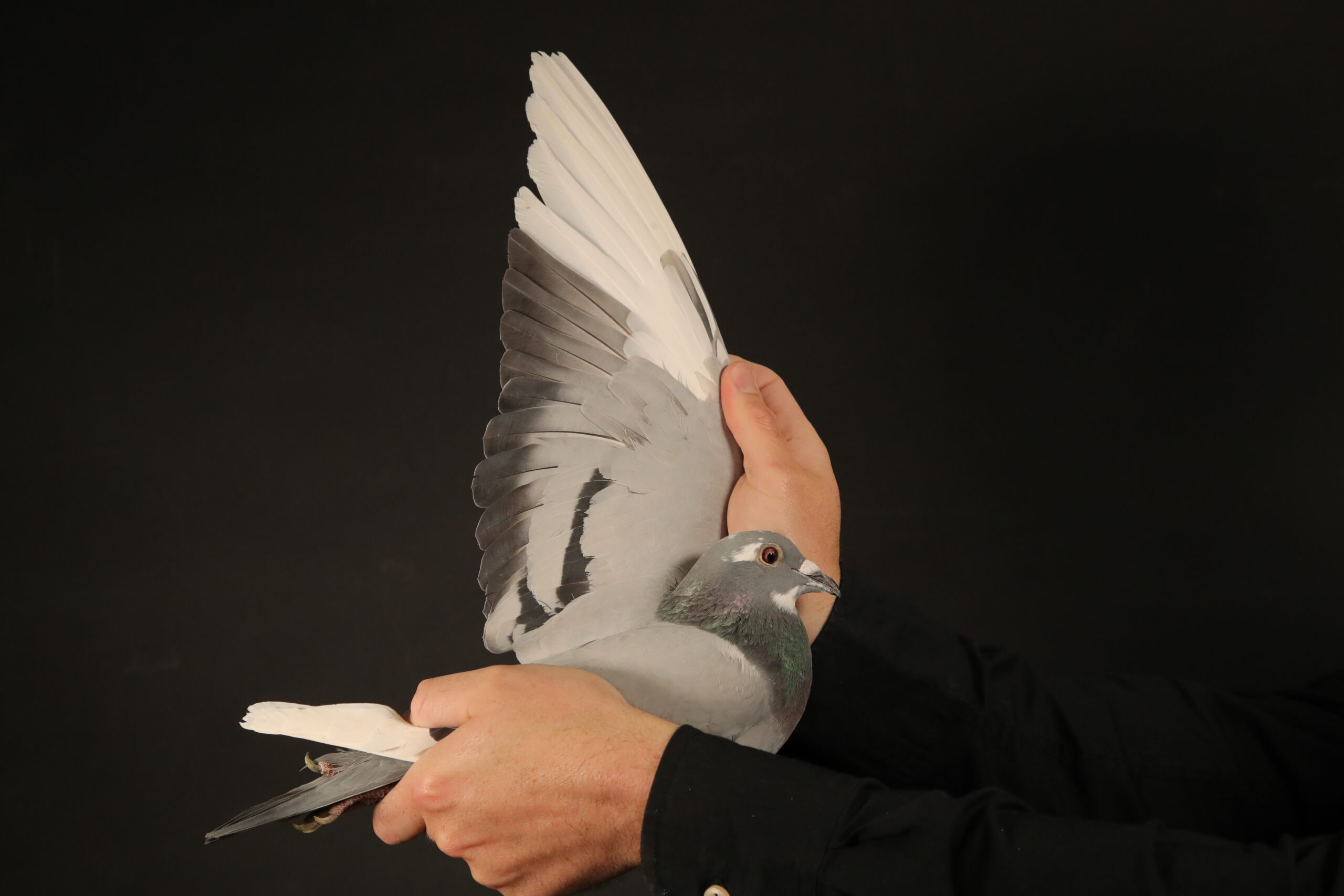 LOT 91 AFRIKAPRO AUCTION 4 – Kaidi Family Loft-MAROC-24-137999 –