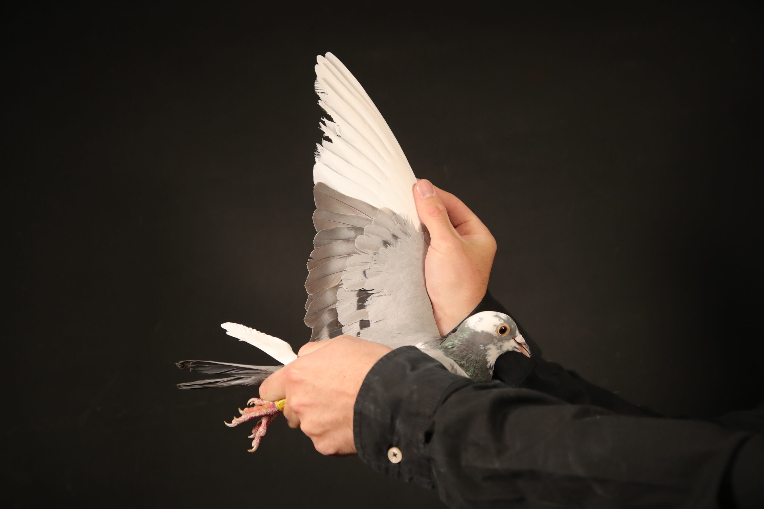 LOT 39 AFRIKAPRO AUCTION 4 – Kaidi Family Loft – Bousselham Bennane-MAROC-24-144715 –