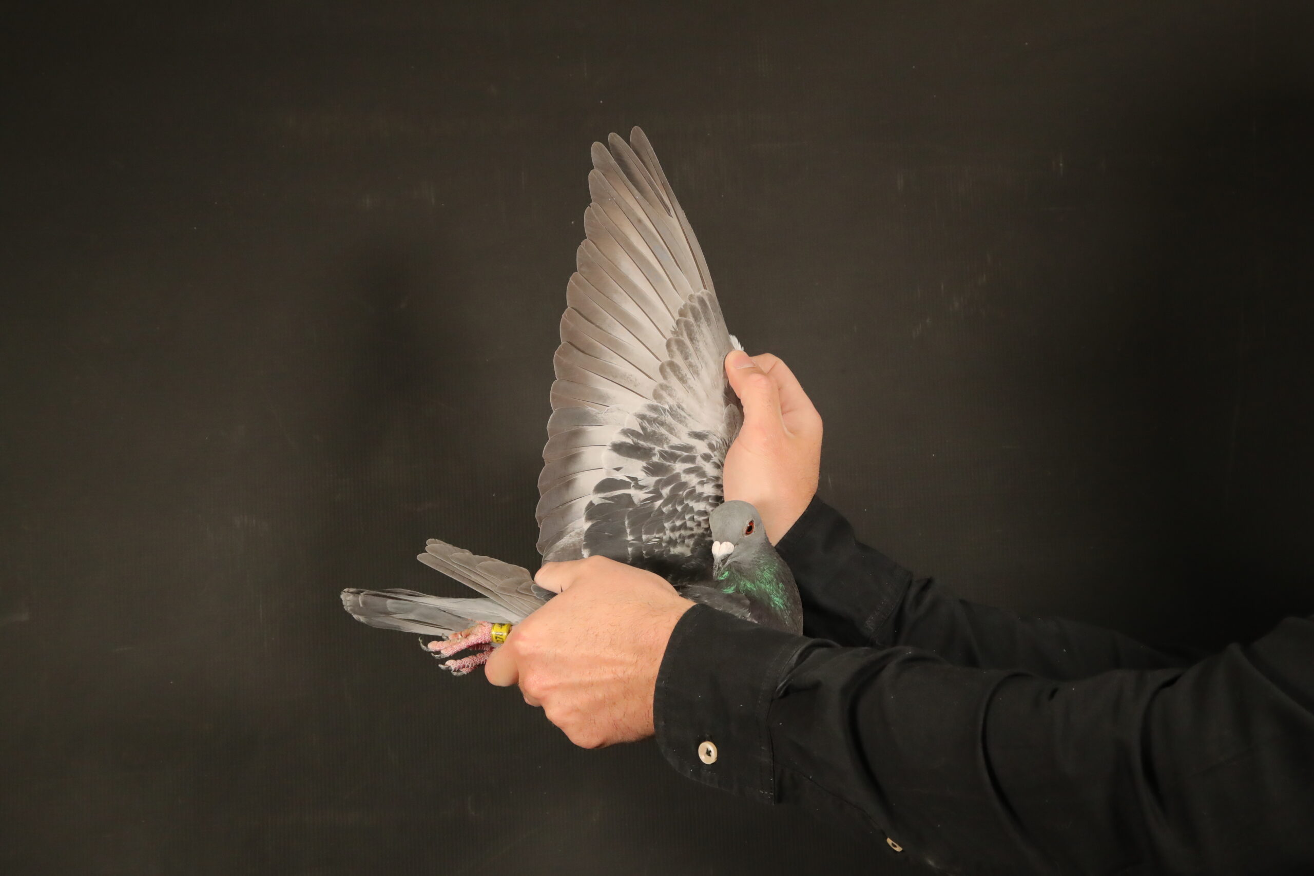 ZZ..LOT 110 AFRIKAPRO AUCTION 4-Jelle Jellema-NL-24-8141278 –