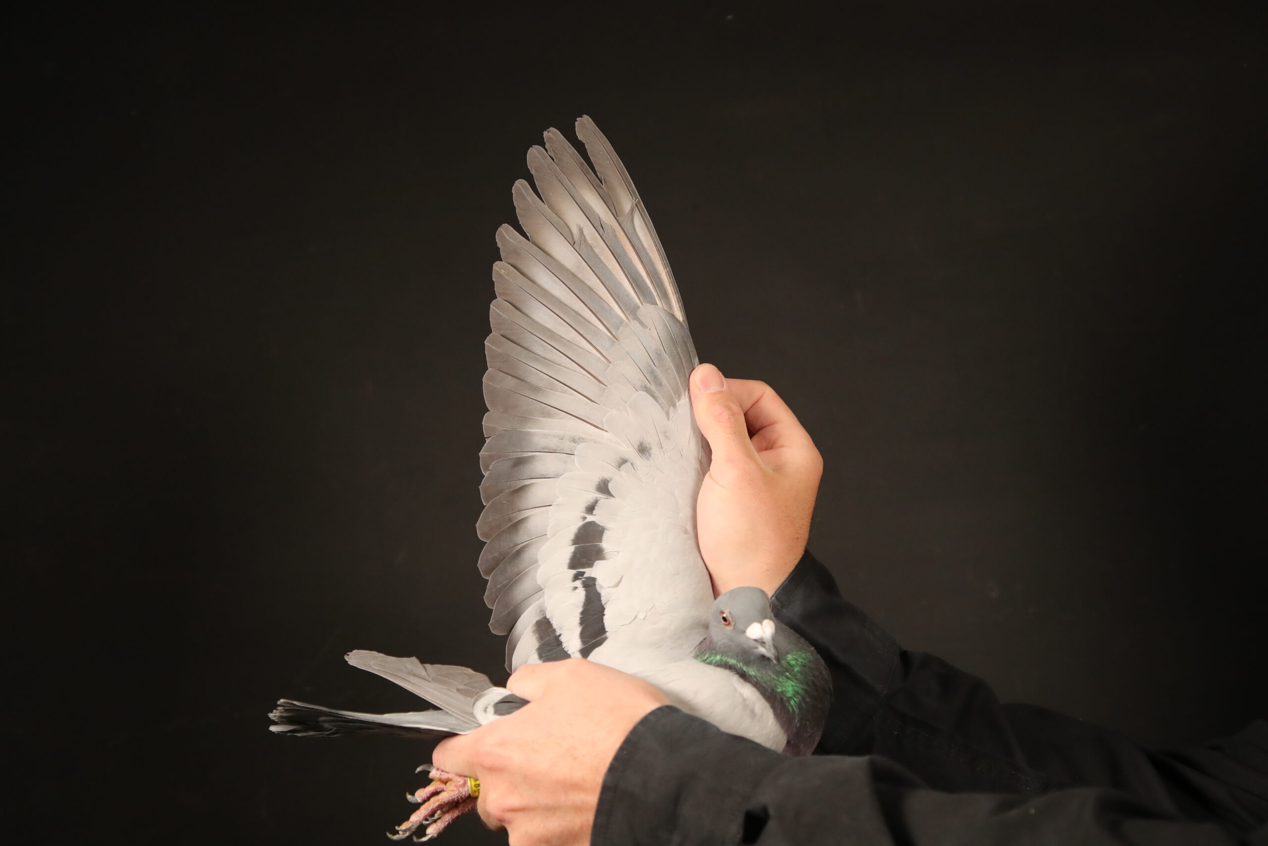 LOT 15 AFRIKAPRO AUCTION 4 – Jelle Jellema-NL-24-8141290 -SIRE:NL 21-1752218 M son Lars x New Rena Jelle Jellema.Blauw father to: 53 NPO Cahors ’25, 57 NPO Cahors ’25, 343 NPO Cahors ’25.———–DAM:18-1542222 V dtr Zeus x Silke Jelle Jellema Kras mother to: 53 NPO Cahors ’25, 57 NPO Cahors ’25, 343 NPO Cahors ’25.SEE PEDIGREE!!!!