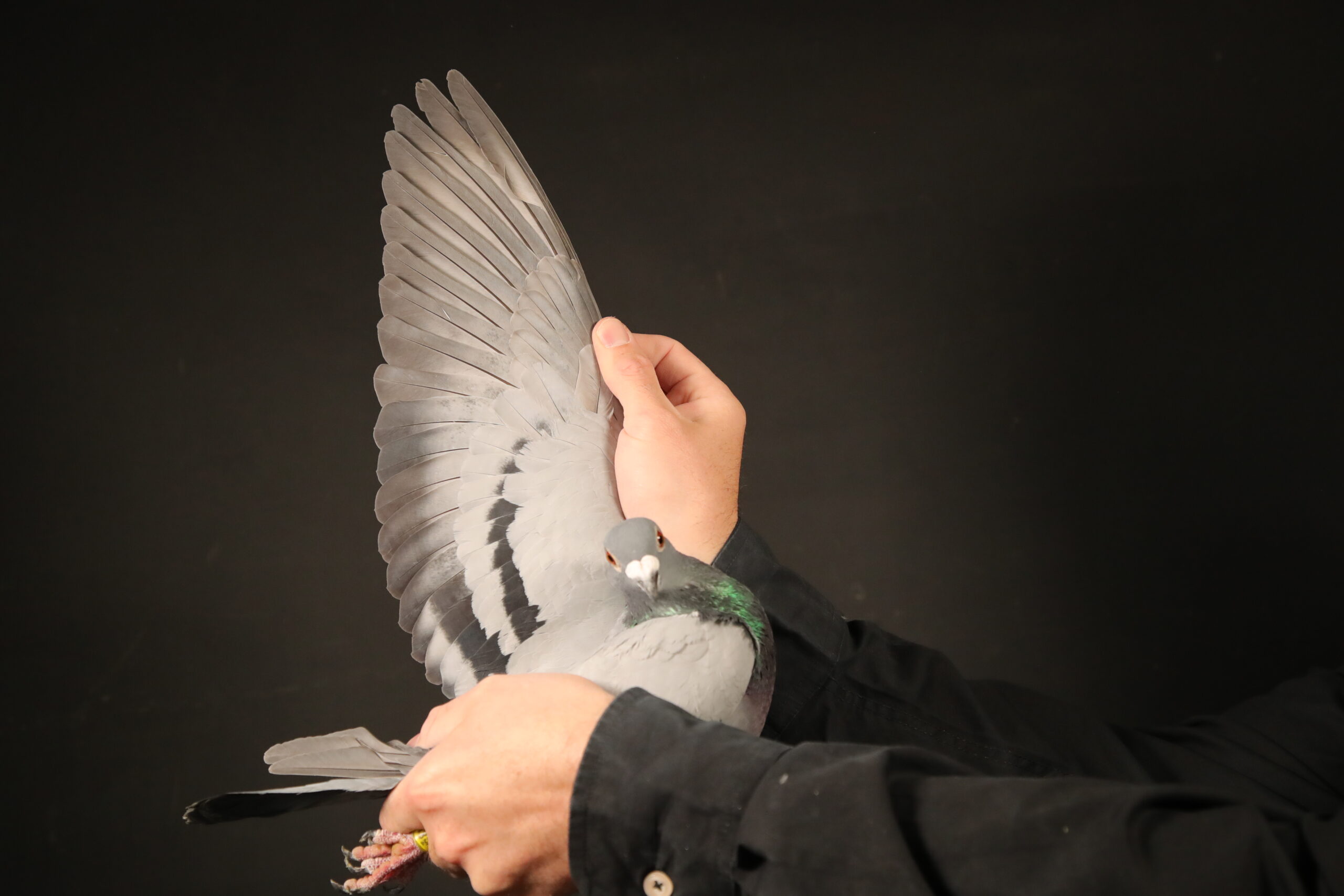 LOT 99 AFRIKAPRO AUCTION 4 – Jelle Jellema-NL-24-8141298 –