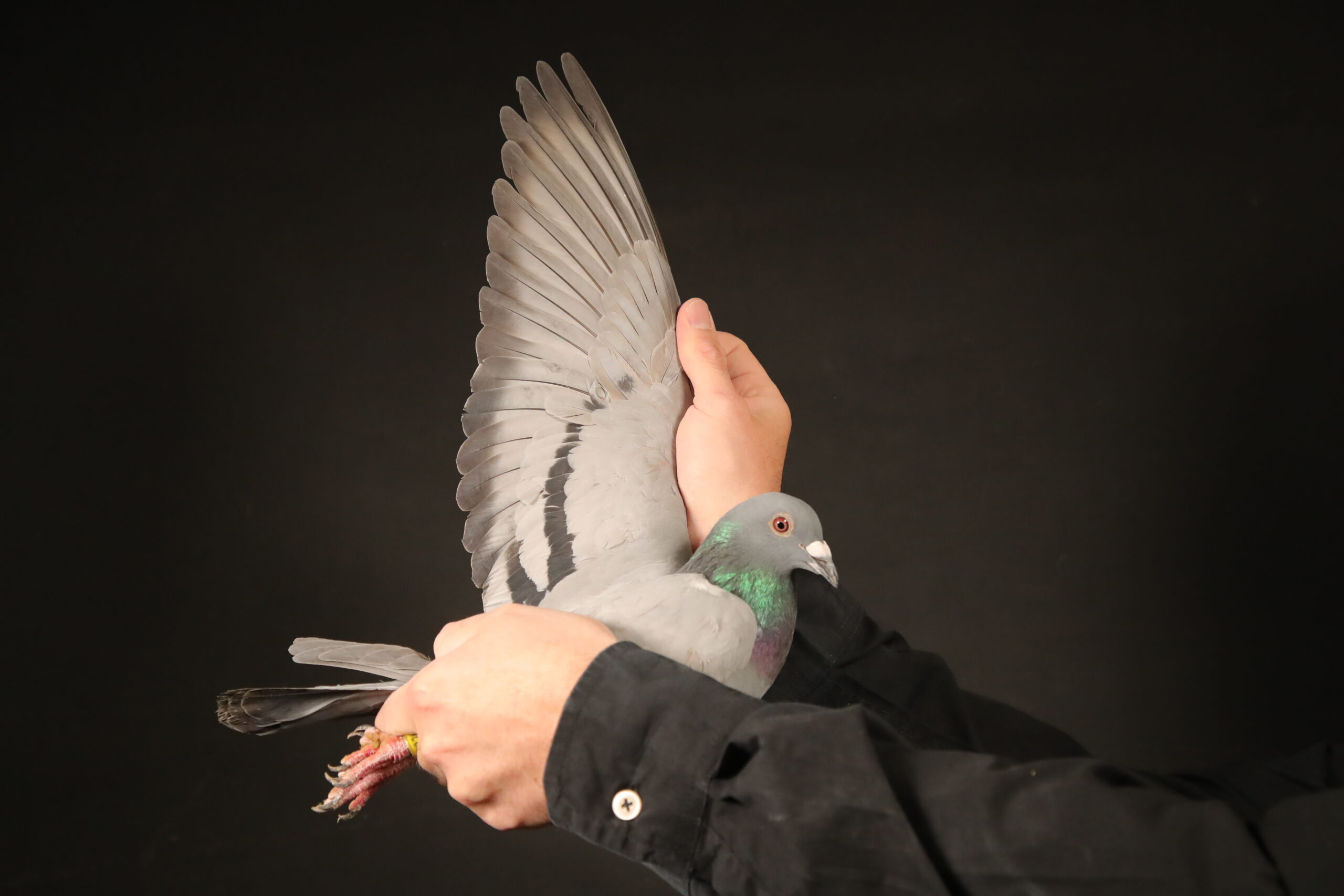 LOT 25 AFRIKAPRO AUCTION 4 – Ad Fortuin / PIPA Breeding-NL-24-8419326 -SIRE:NL 22-8696164 Batenburg vd Merwe BLAUW Son of 1 INT Winner and 1 INT Ace pigeon.———–DAM:BE 21-4007557 Golden Princess Gebr Vandenheede Blauw.Daugther Golden King 1 NAT ACE KBDB LD 5 Not Tulle 5326p 5 Not Limoges 7236p 27 Nat Jarnac 4940p.SEE PEDIGREE!!!