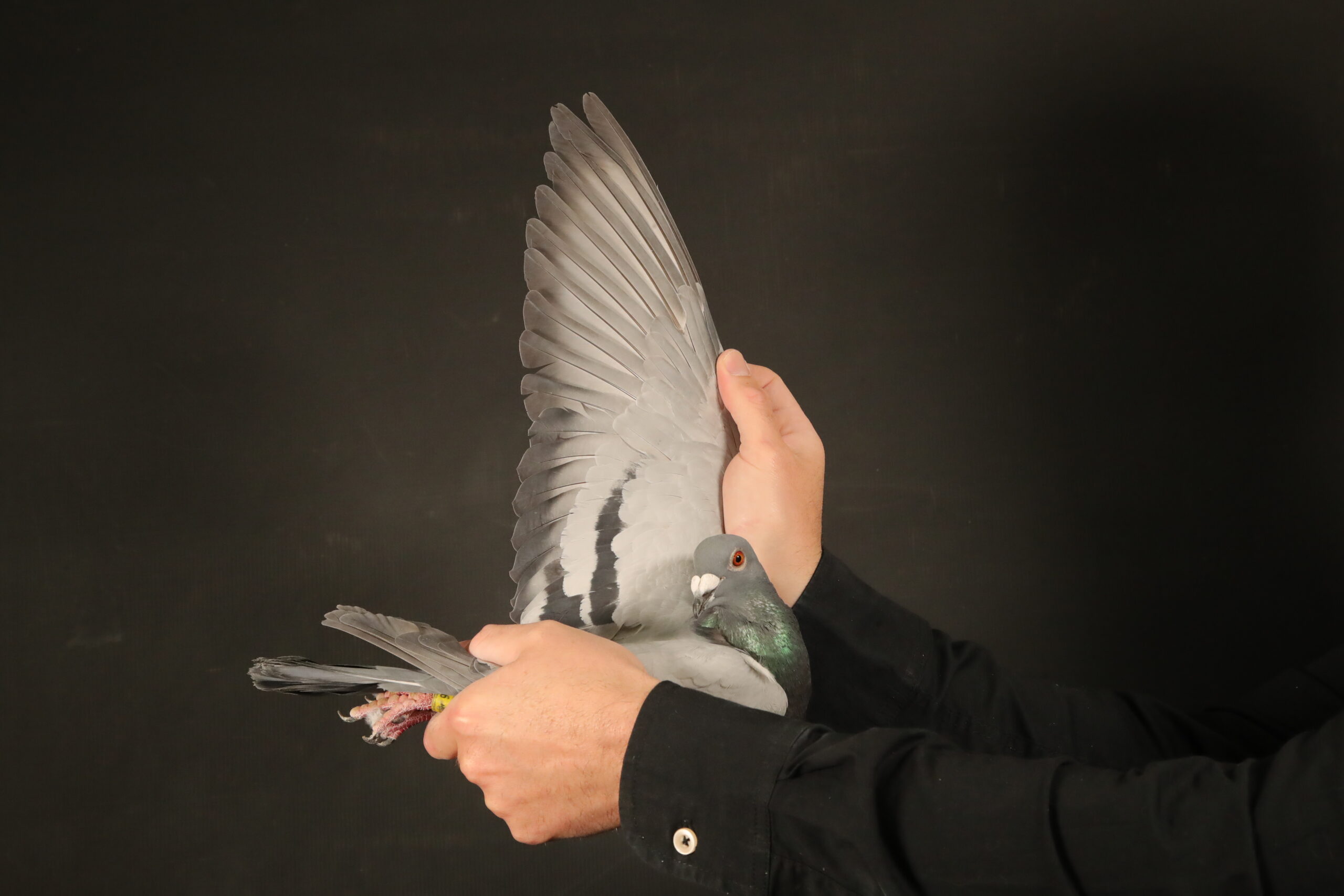 LOT 32 AFRIKAPRO AUCTION 4 – Team Hooymans.BE I-NL-24-8507576 -SIRE:24-8505218 Son Red Harry J.Hooymans AfrikaPro.————DAM:ZA DIAZ-24-323 V Daughter “Boss” Lex Webster.SEE PEDIGREE!!!!