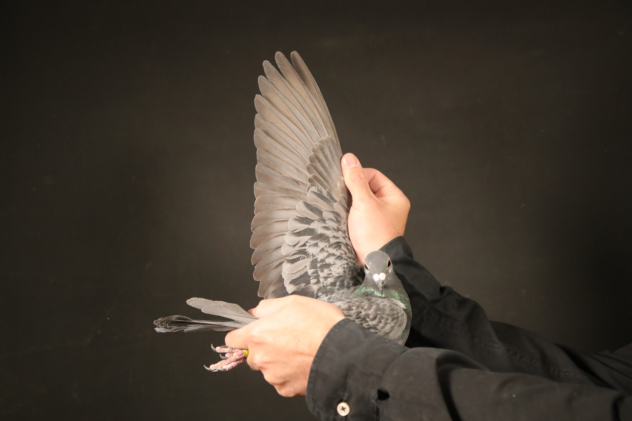 ZZ..LOT 142 AFRIKAPRO AUCTION 4-Team Hooymans – II-NL-24-8507583 –