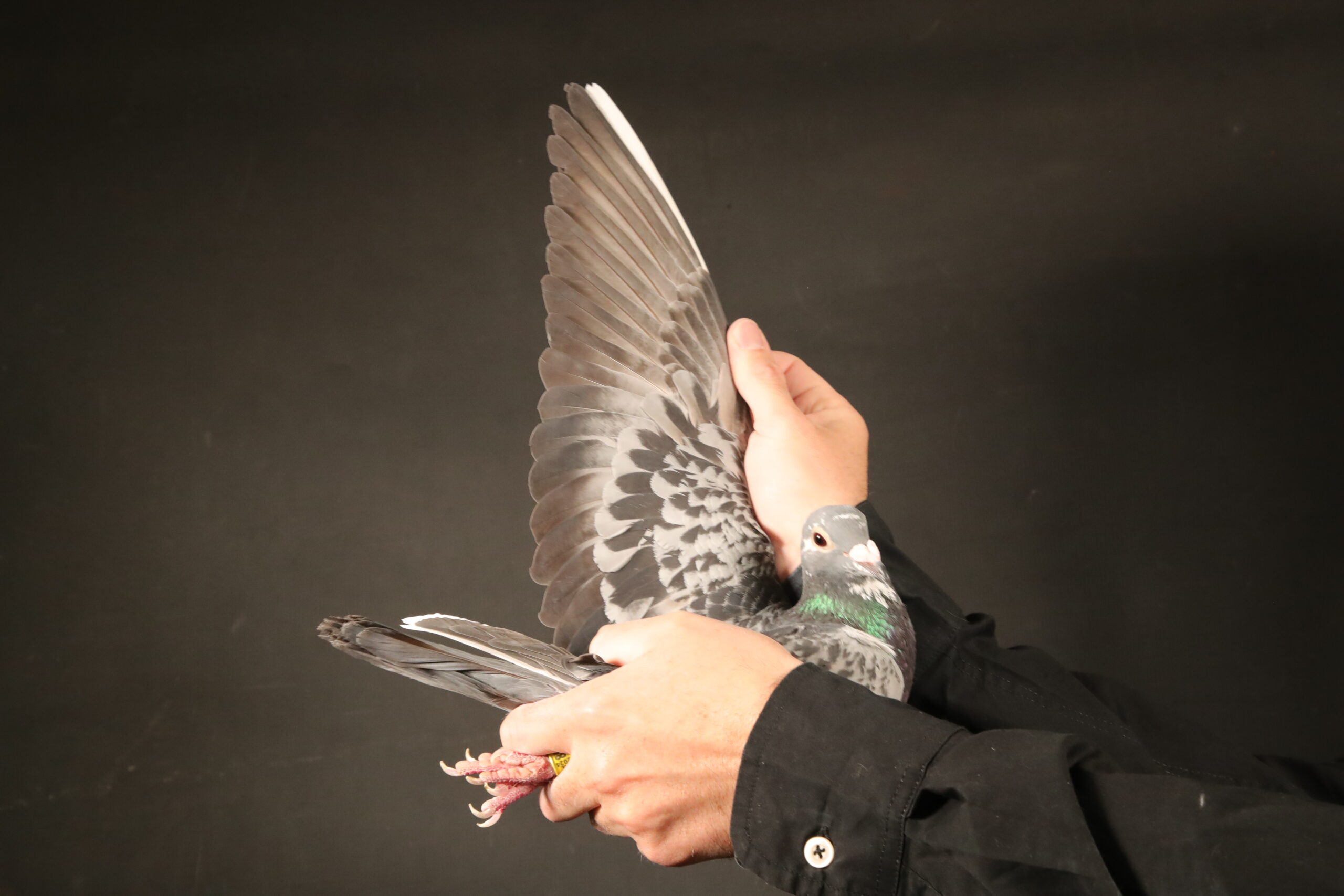 LOT 42 AFRIKAPRO AUCTION 4 – Cools&Van Haute/Hageman/SchalkwijkPigeons/Wiersema-NL-24-8509072 –