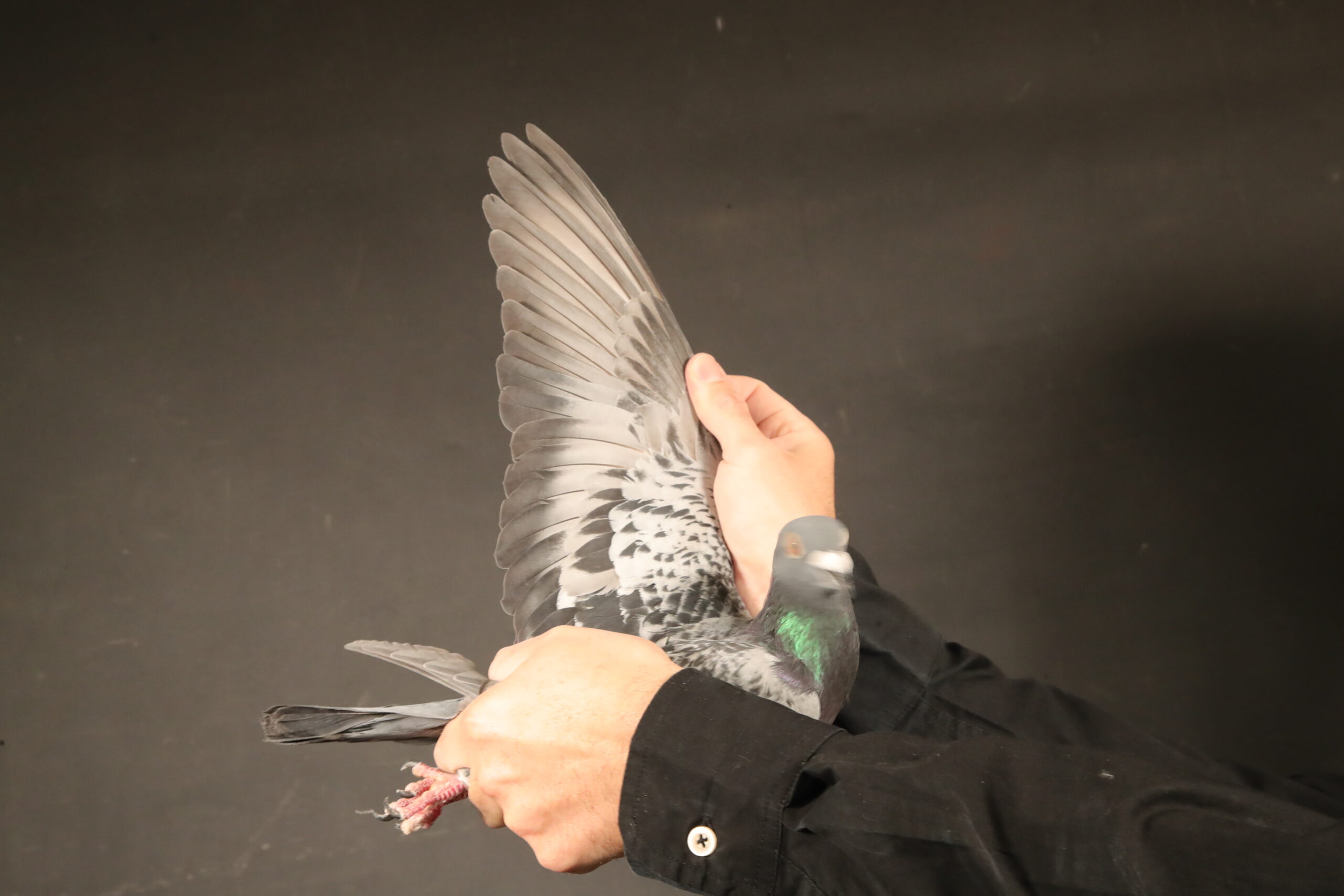 .LOT 6 AFRIKAPRO AUCTION 4 – Team De Weerd-NL-25-1344962 –