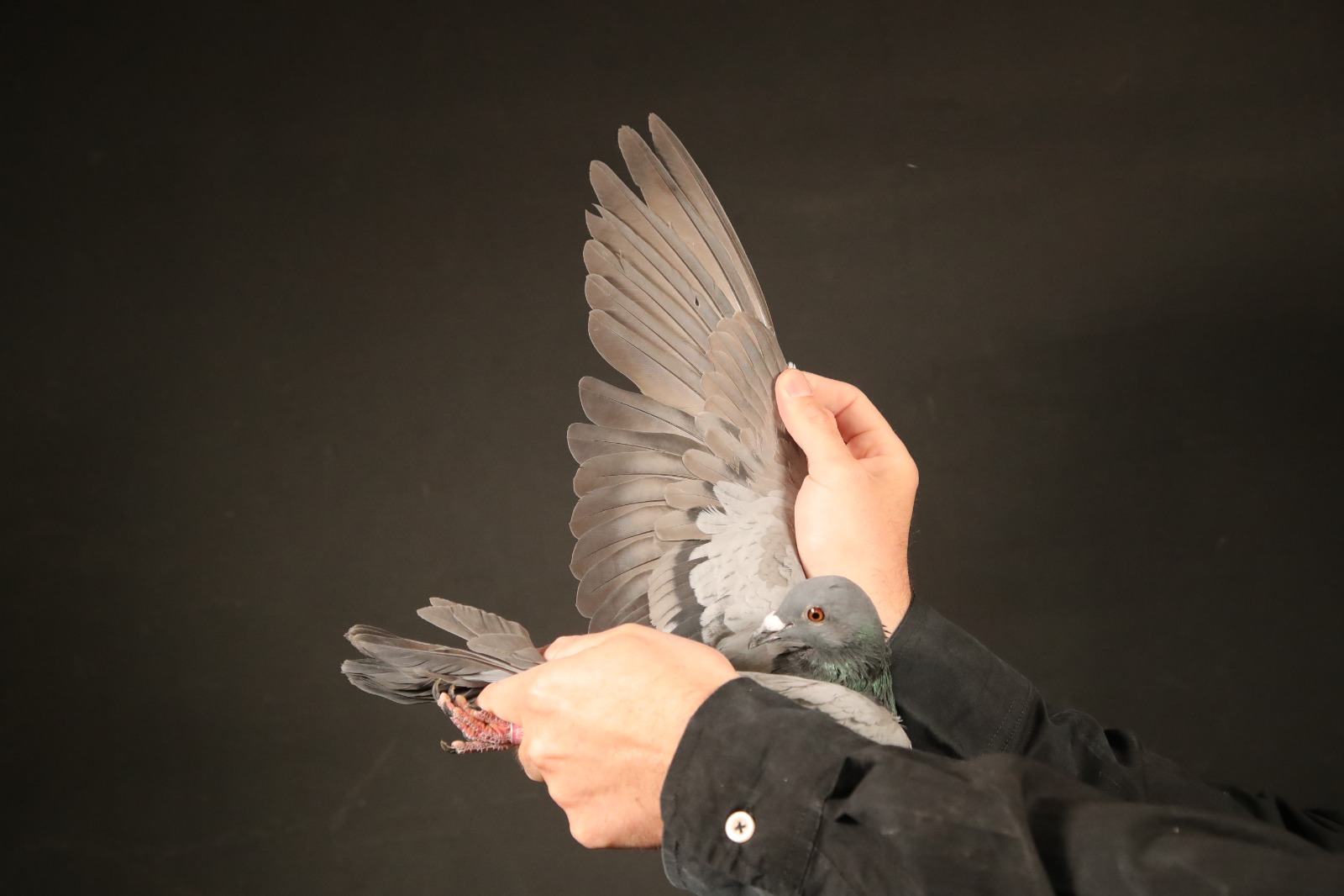 ZZ..LOT 101 AFRIKAPRO AUCTION 5 – KAROO AFRICA-ZA-25-NOK/CAS-679 -SIRE:062 21. GAVIN ROUS.DAM IS 2 X WINNER.——–DAM:002 21. GAVIN ROUS. DAM IS 3 X WINNER AND SCORED 24 TIMES IN 3 YEARS.SEE PEDIGREE!!!