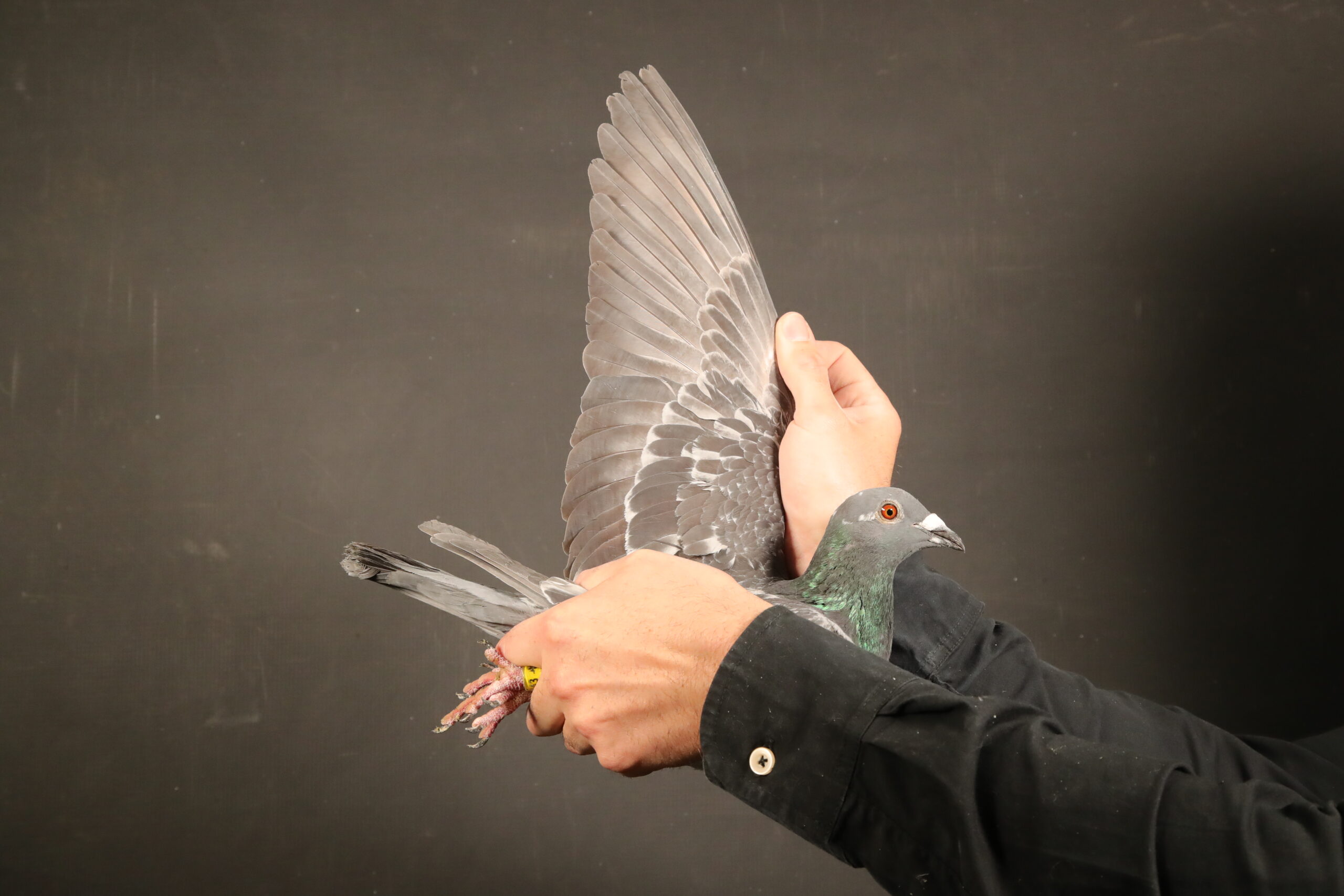 ZZ..LOT 144 AFRIKAPRO AUCTION 5 – Team Poland – PL-24-0368-7543 –