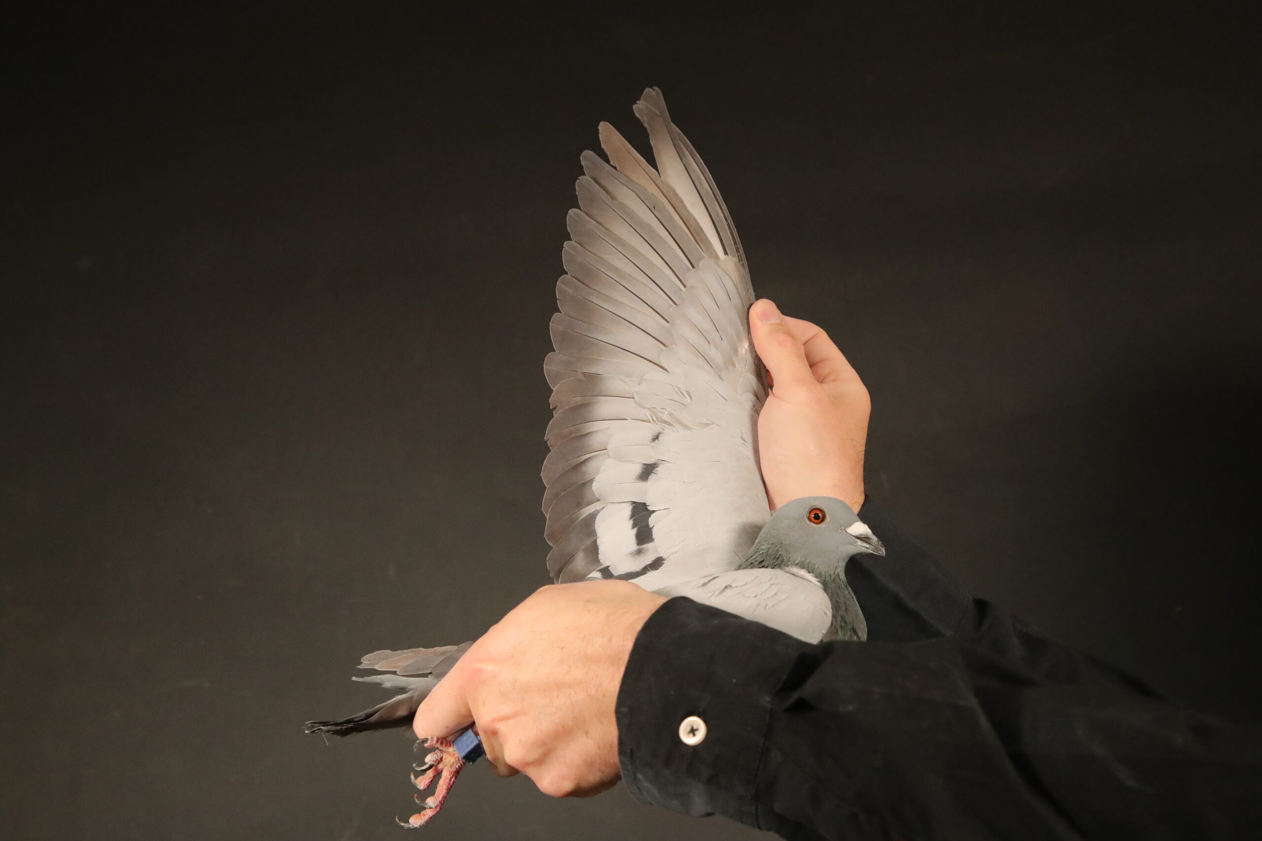 ZZ..LOT 108 AFRIKAPRO AUCTION 4-Umm Birka Loft-QATAR-24-9865 –