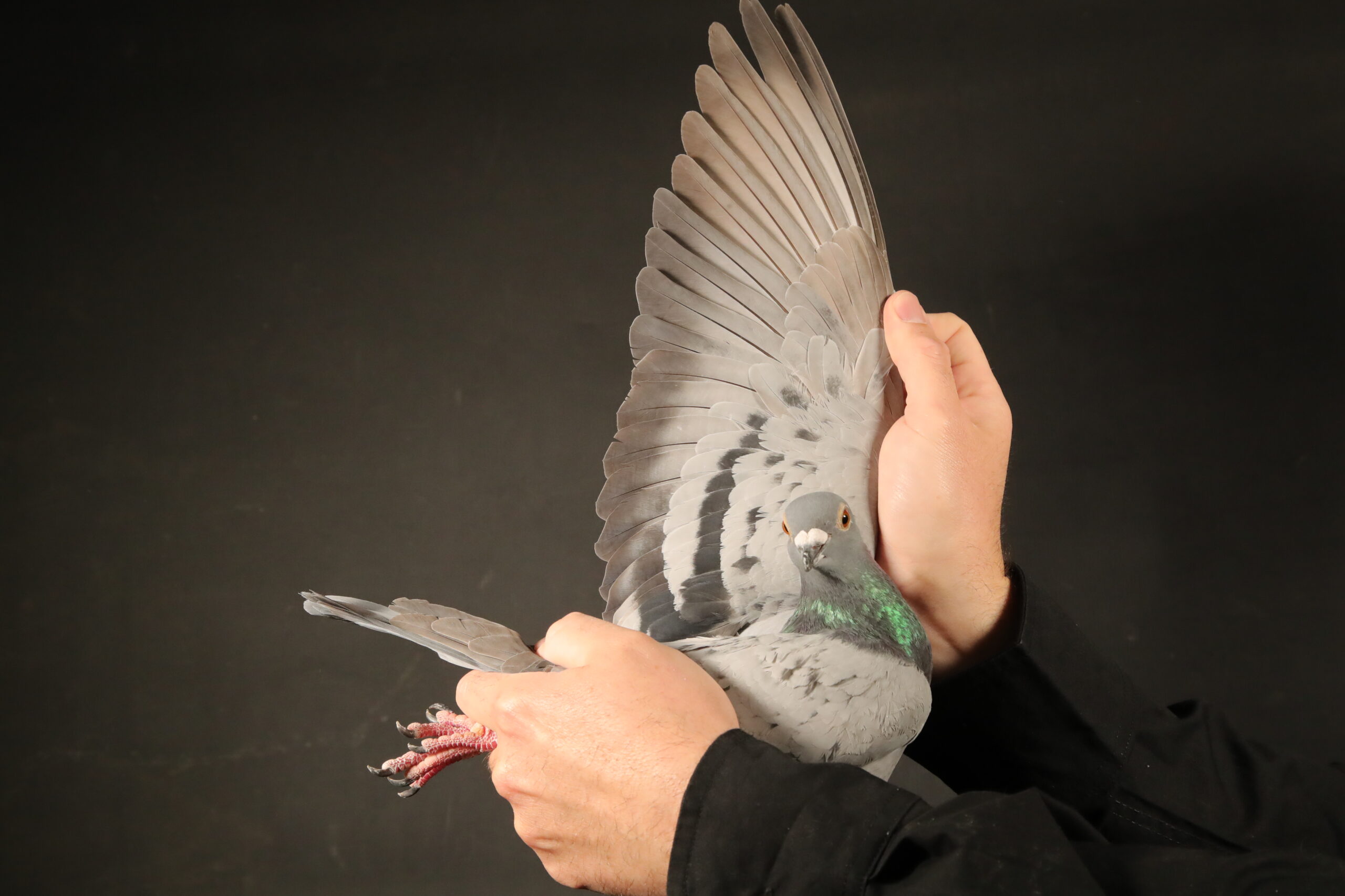 ZZ..LOT 113 AFRIKAPRO AUCTION 4-Umm Birka Loft-QATAR-25-2186 –