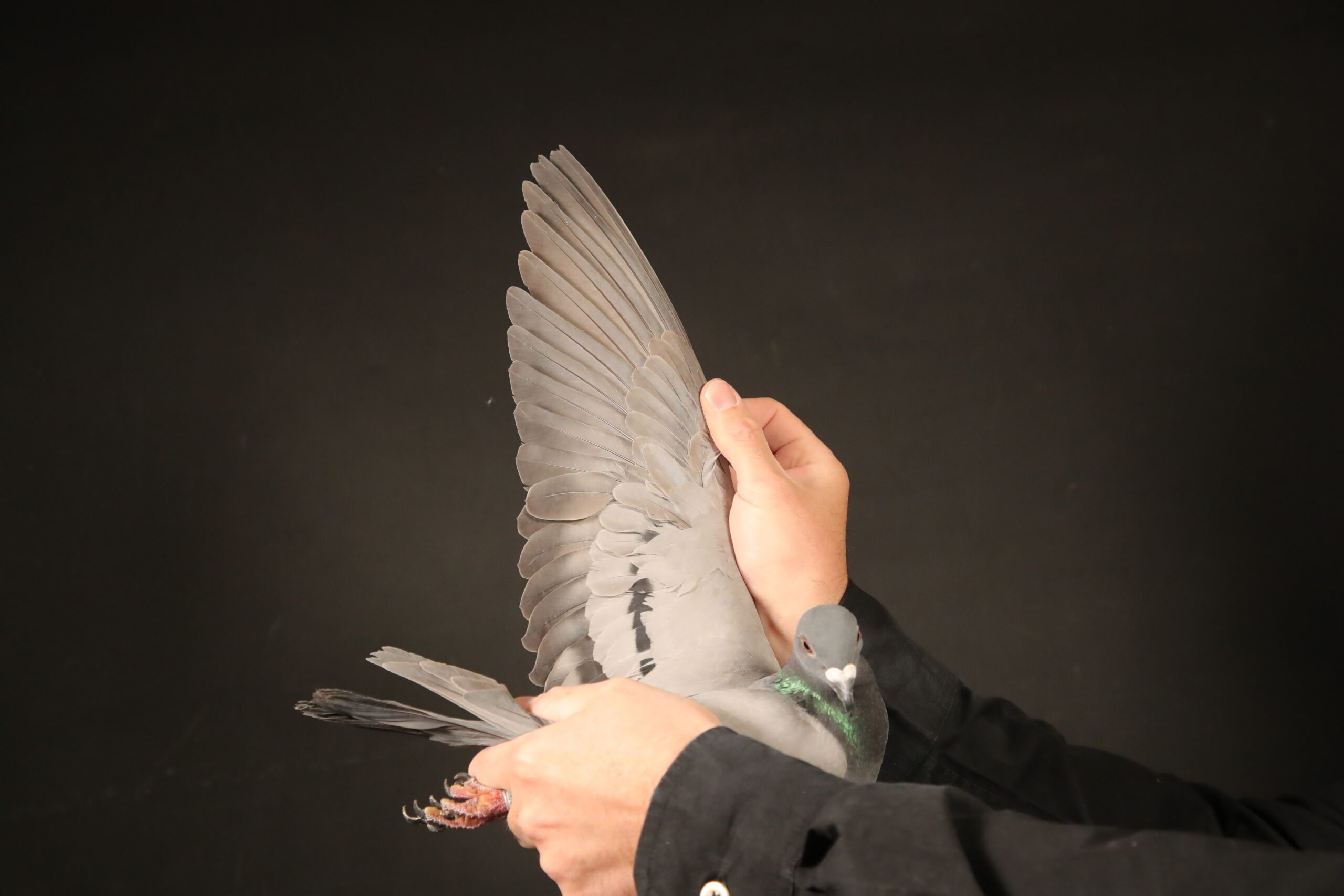 LOT 83 AFRIKAPRO AUCTION 4 – Umm Birka-QATAR-25-2193 –