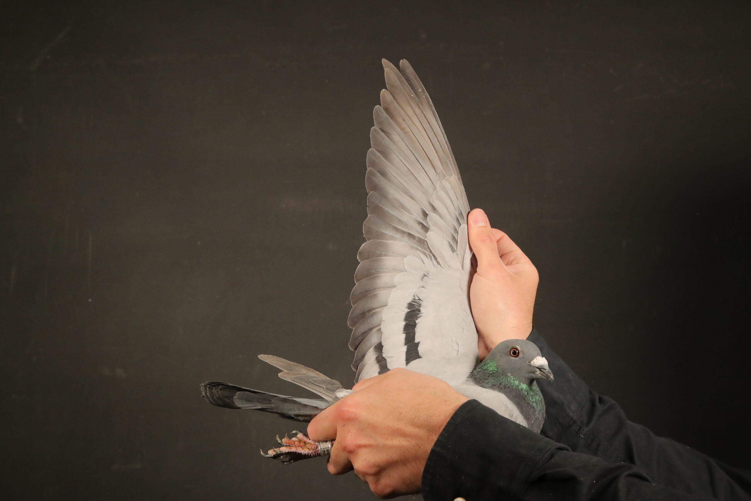 LOT 64 AFRIKAPRO AUCTION 4 – Umm Birka-QATAR-25-2194 –