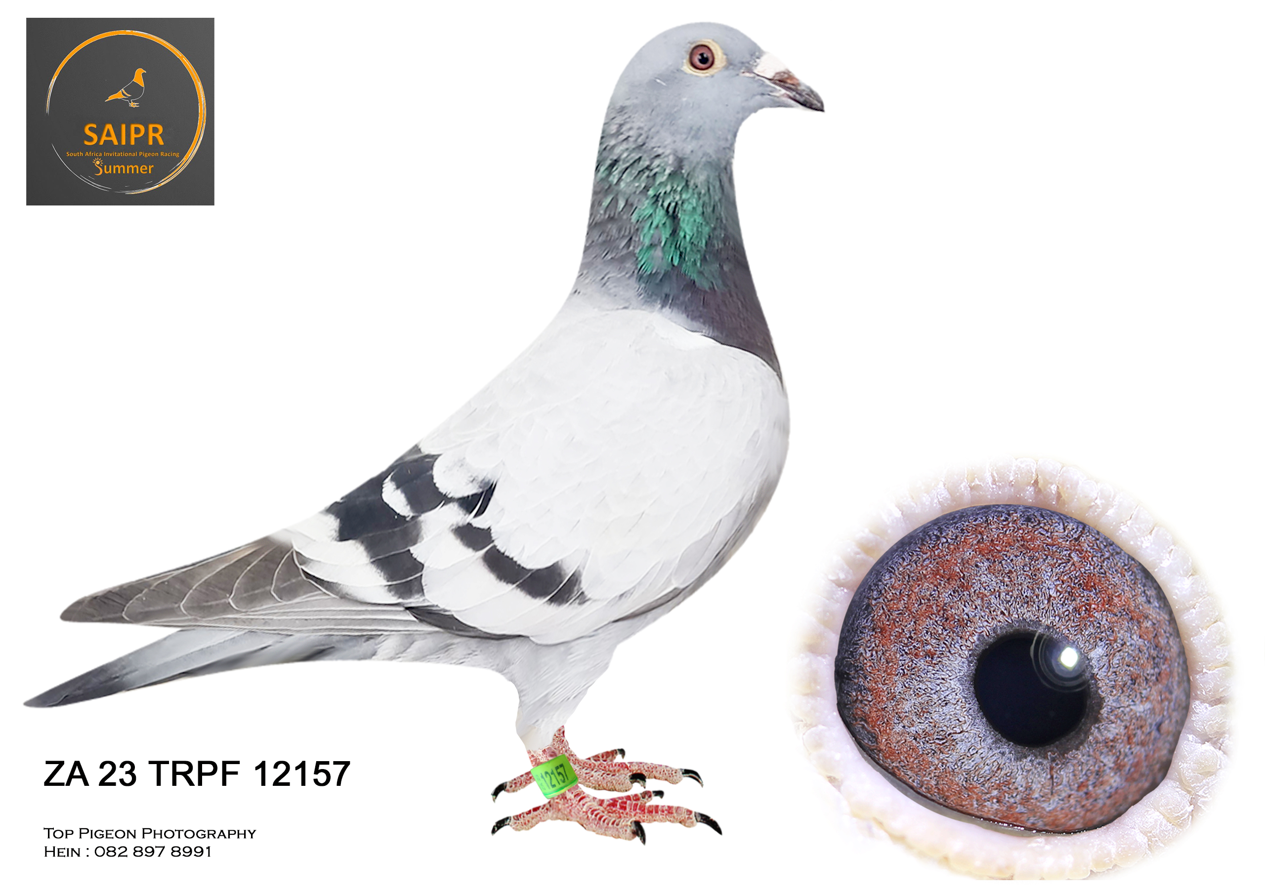 LOT 30 LEGENDS AUCTION – ZA 23 TRPF 12157 –