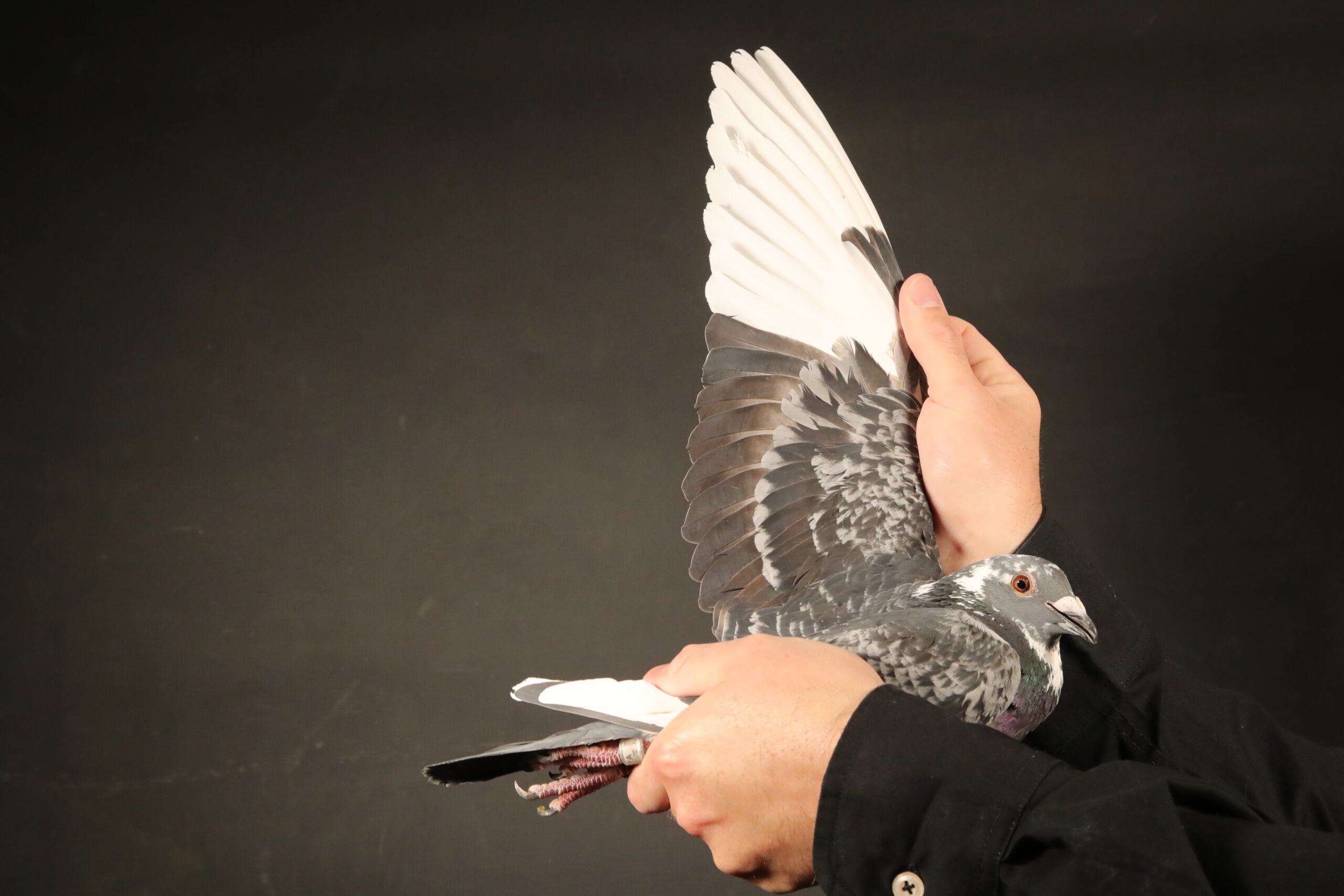 .LOT 8 AFRIKAPRO AUCTION 6-Willie Munnik-ZA-24-1251 –