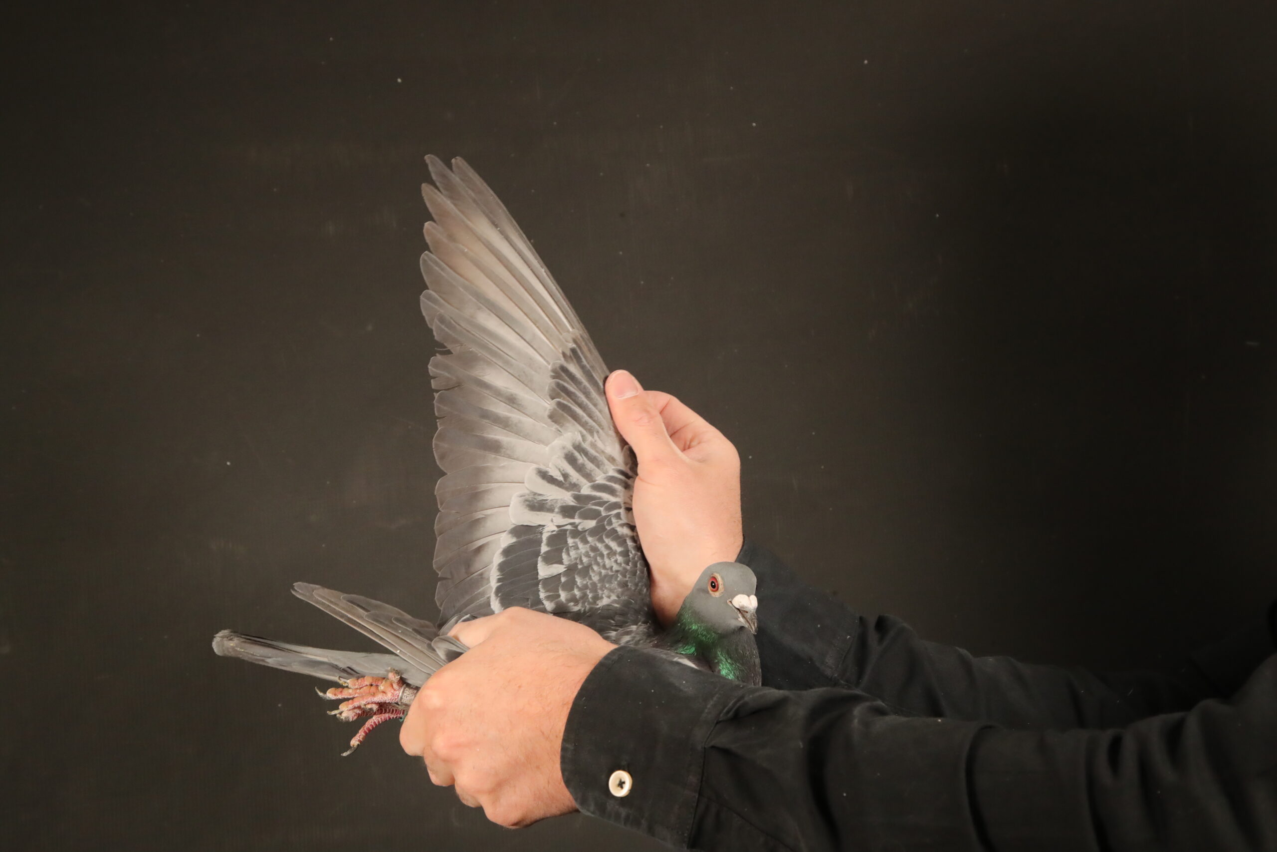 LOT 49 AFRIKAPRO AUCTION 6- Marc De Cock & Friends-ZA-24-BENZ-3456 –